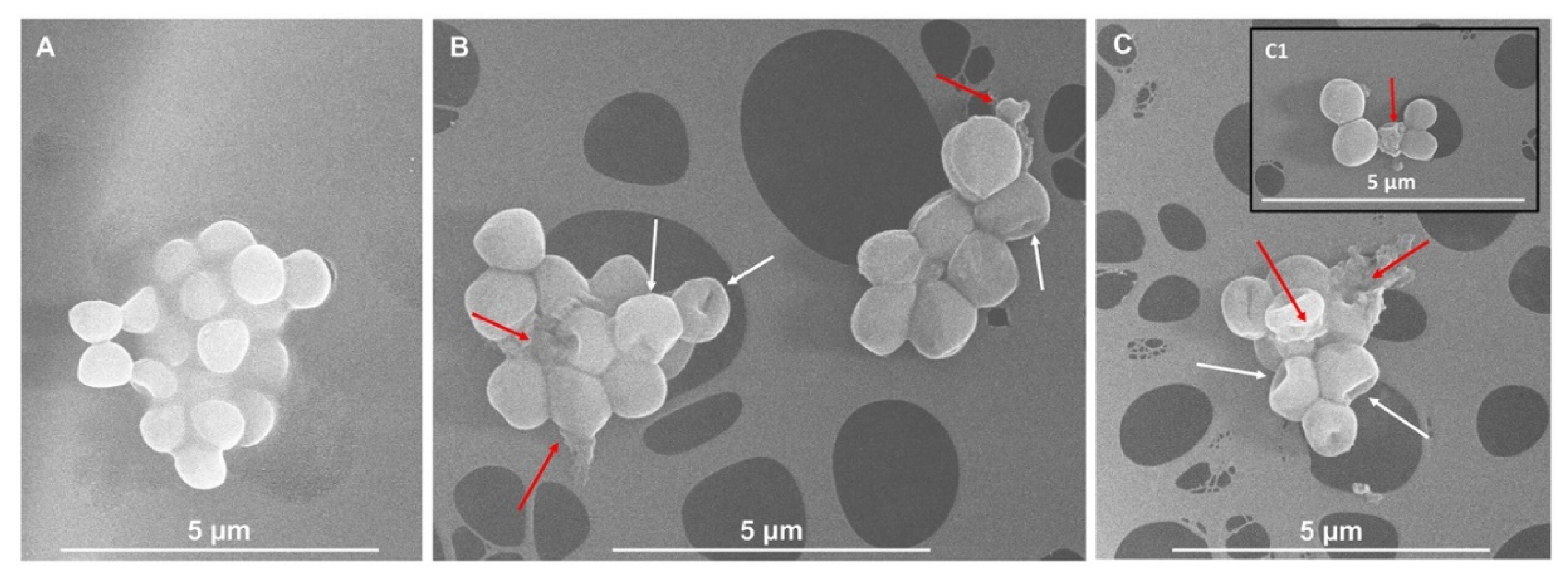 Antibiotics 09 00586 g006 Antibiotics 09 00586 g006
