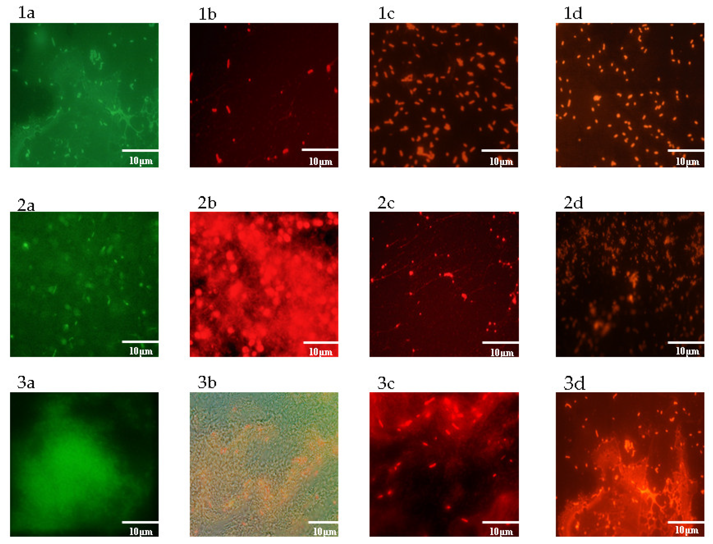 Antibiotics 09 00592 g007