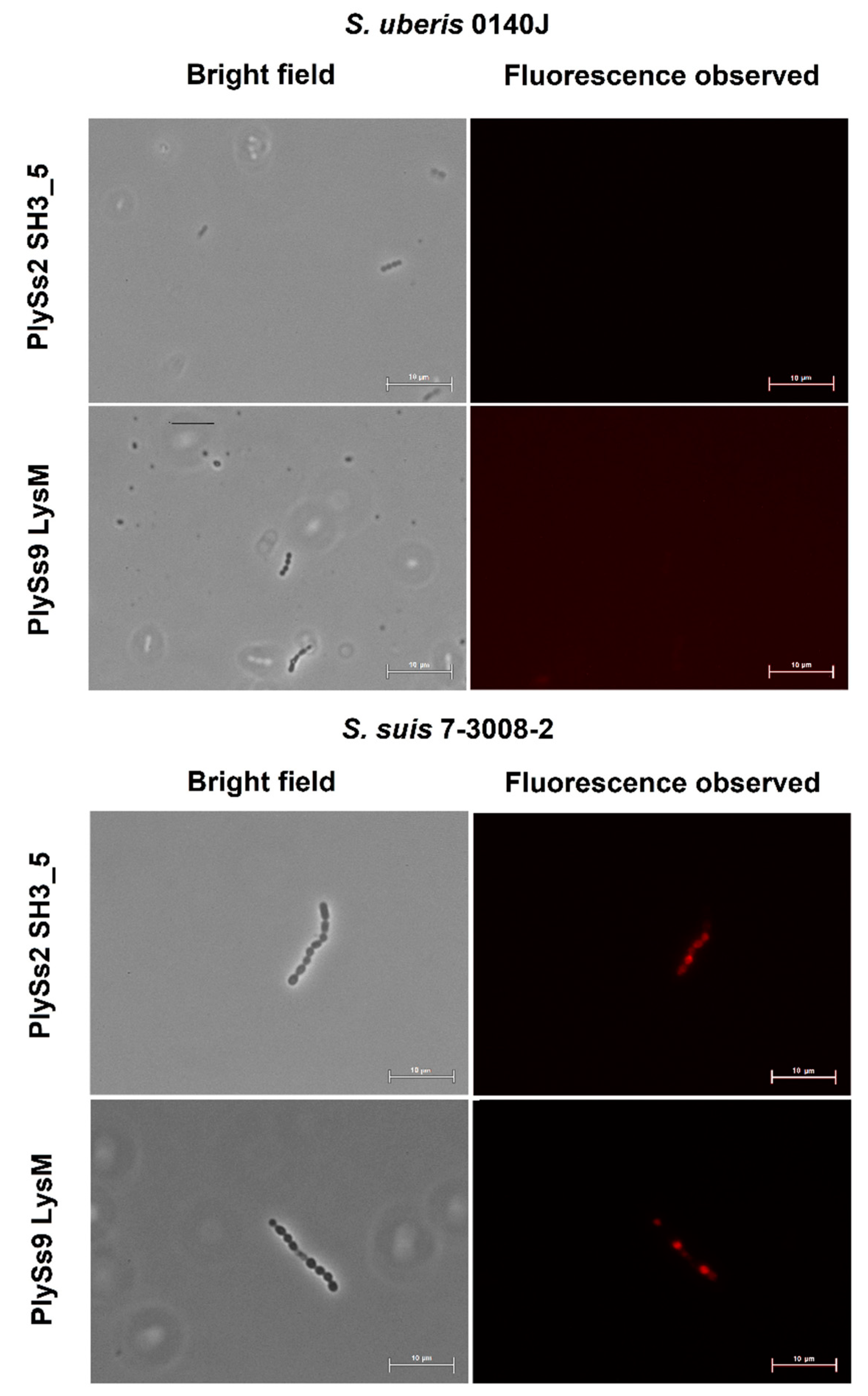 Antibiotics 09 00621 g005