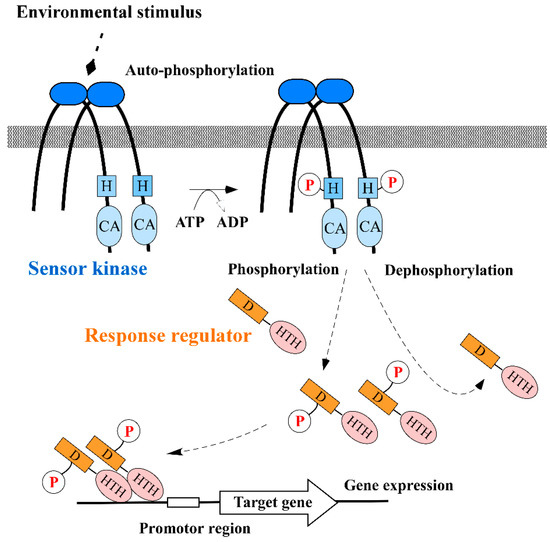 Antibiotics Free FullText Progress Overview of Bacterial Two