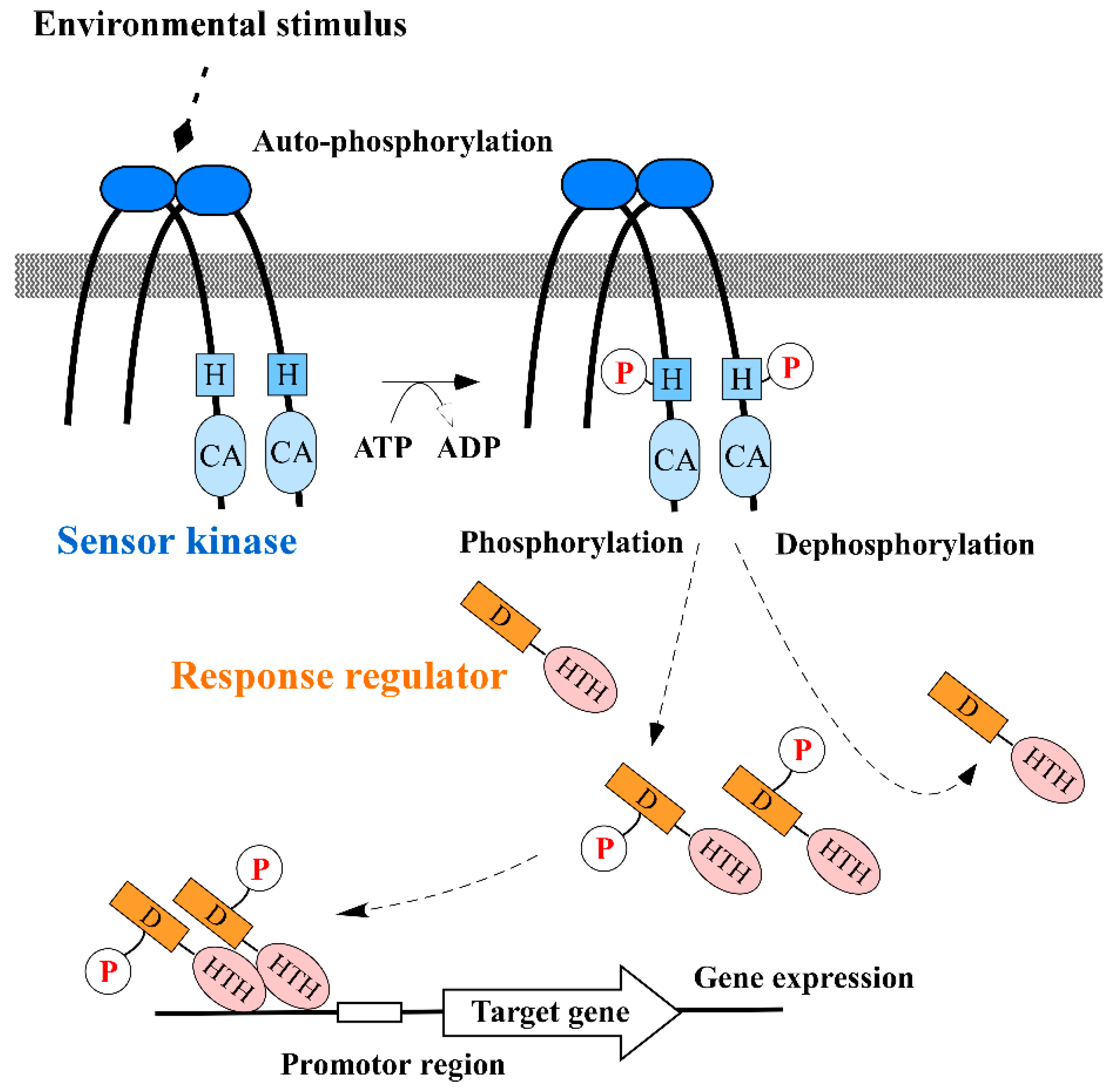 Transcriptional control of aspartate kinase expression during