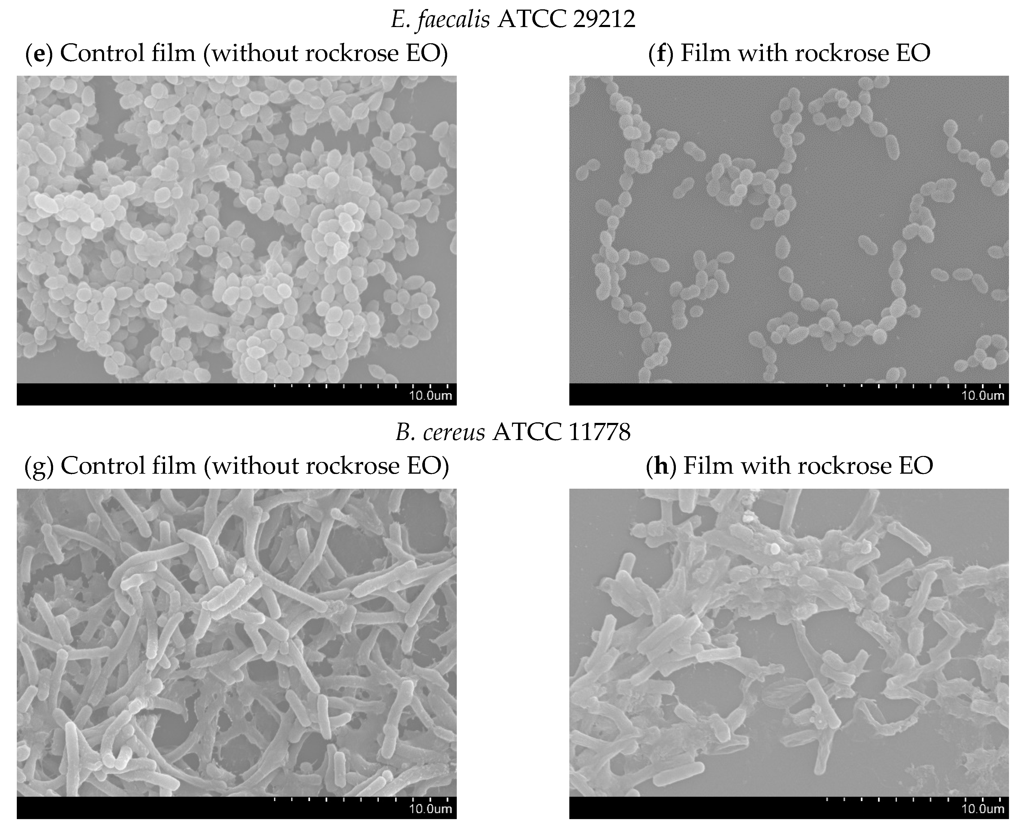 Antibiotics 09 00681 g004b