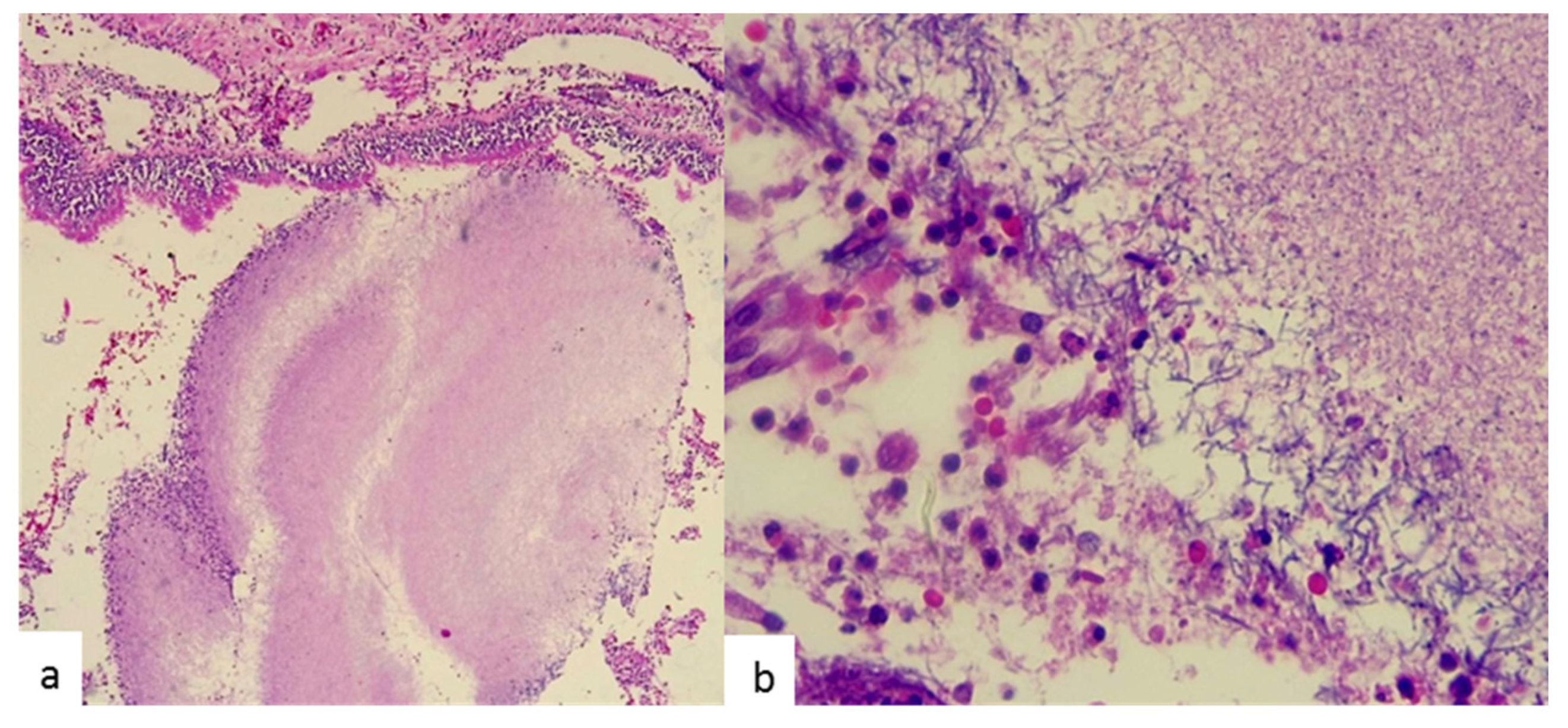 Antibiotics 09 00687 g002