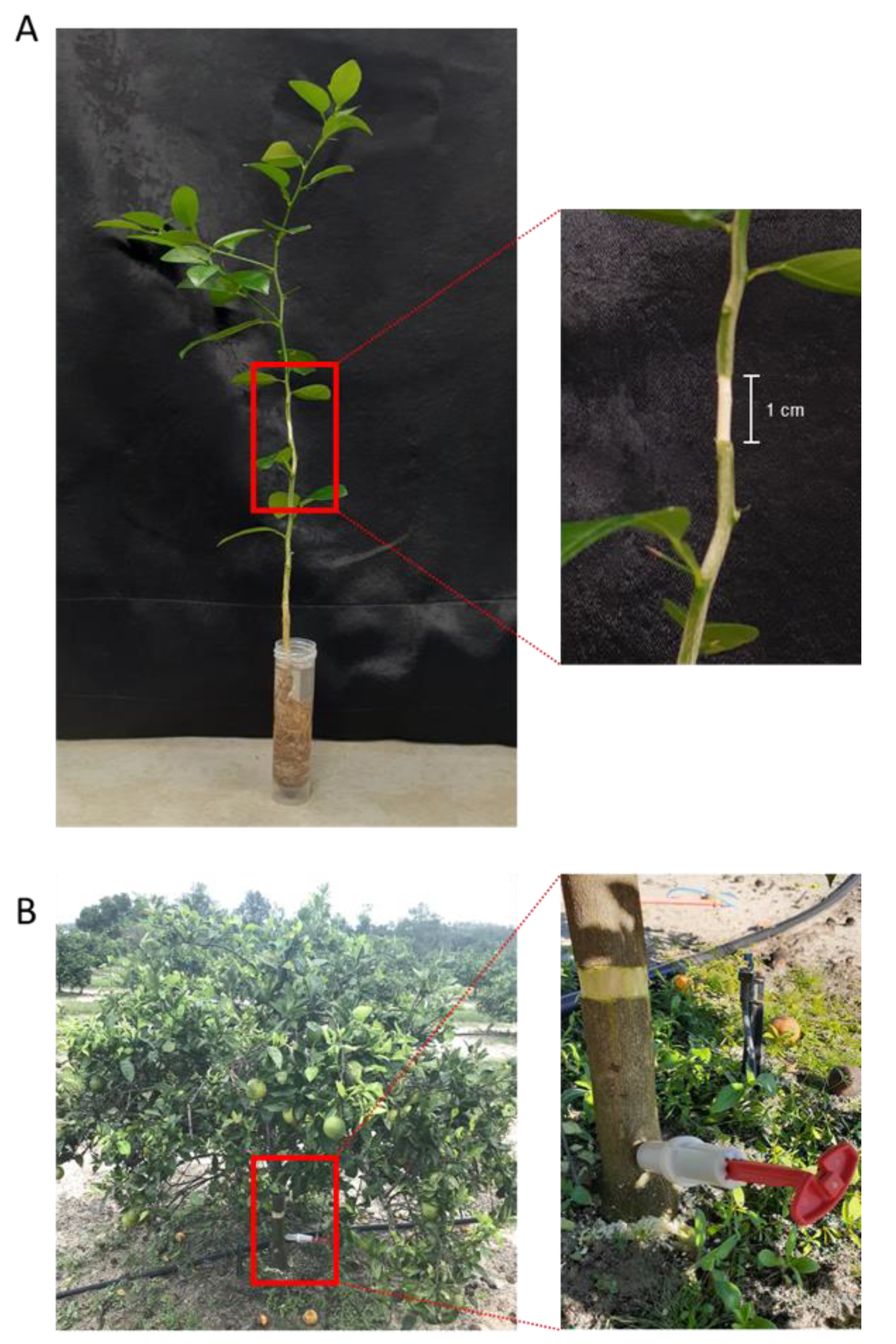 Antibiotics 09 00691 g004
