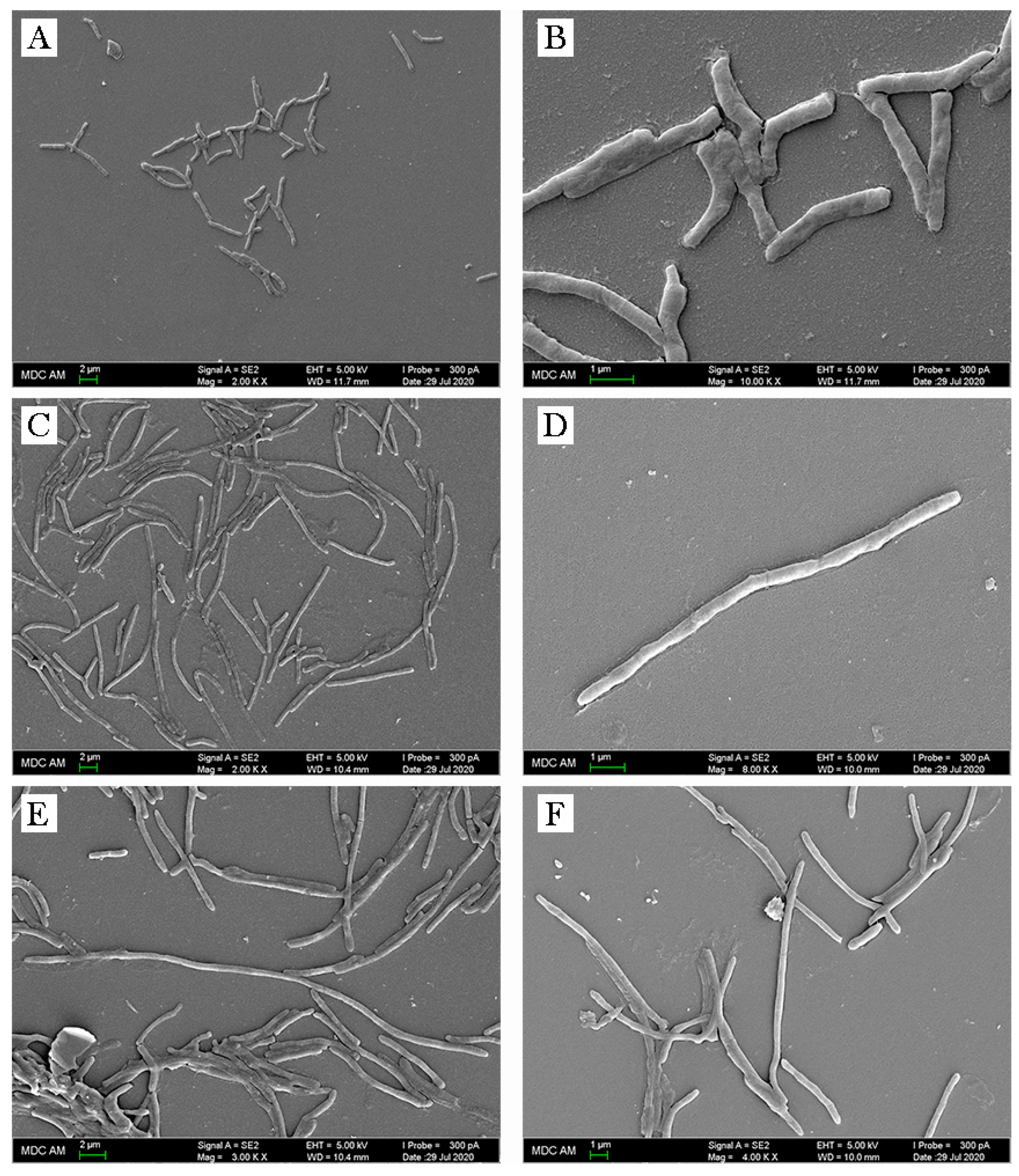 Antibiotics 09 00715 g003 Antibiotics 09 00715 g003