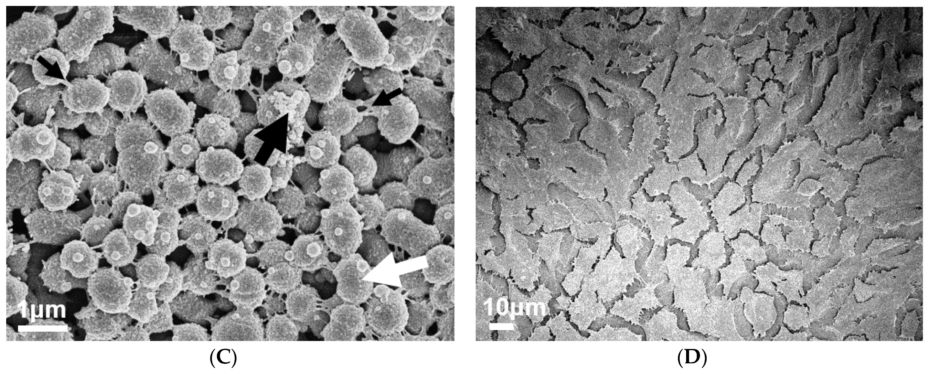 Antibiotics 09 00775 g002b