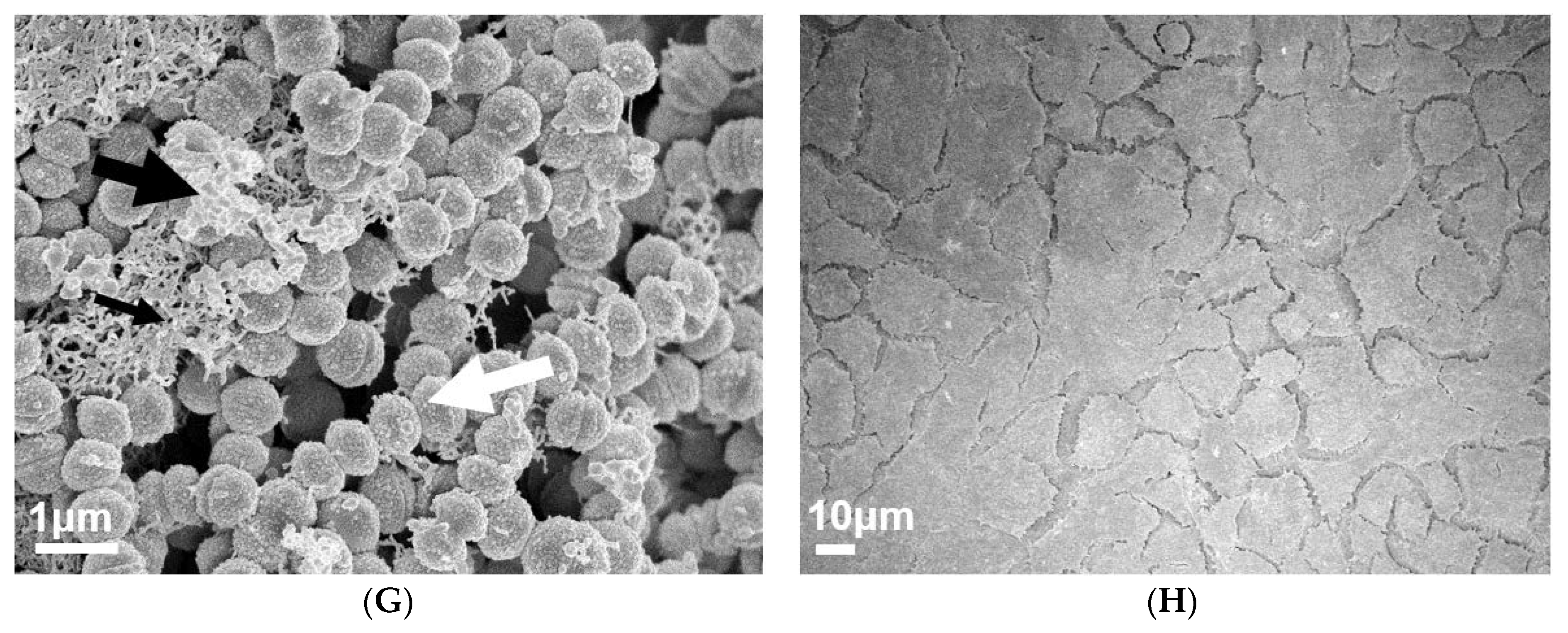 Antibiotics 09 00775 g006b