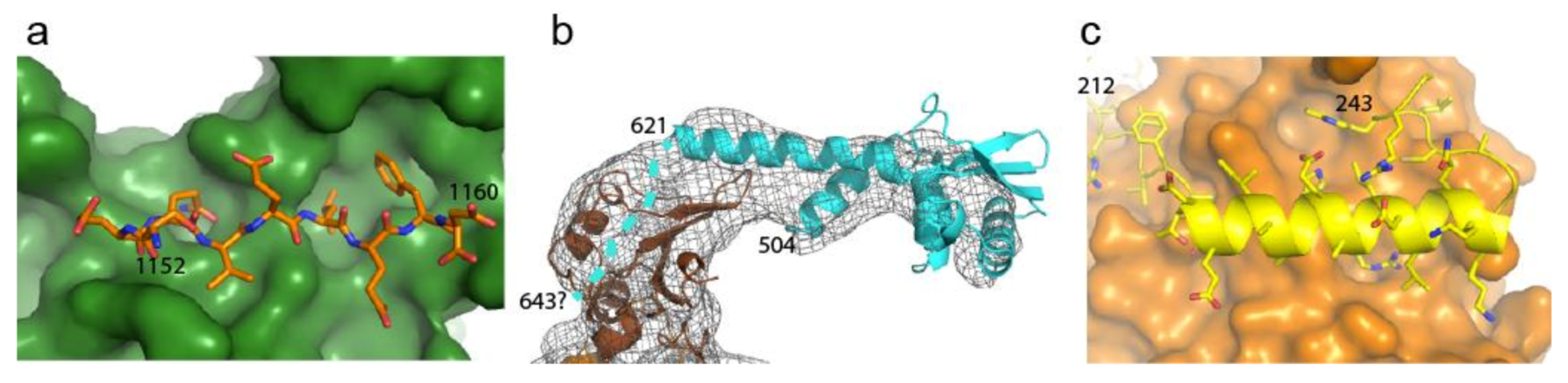 Antibiotics | Free Full-Text | Novel Antibiotics Targeting Bacterial Replicative DNA Polymerases Antibiotics | Free Full-Text | Novel Antibiotics Targeting Bacterial Replicative DNA Polymerases