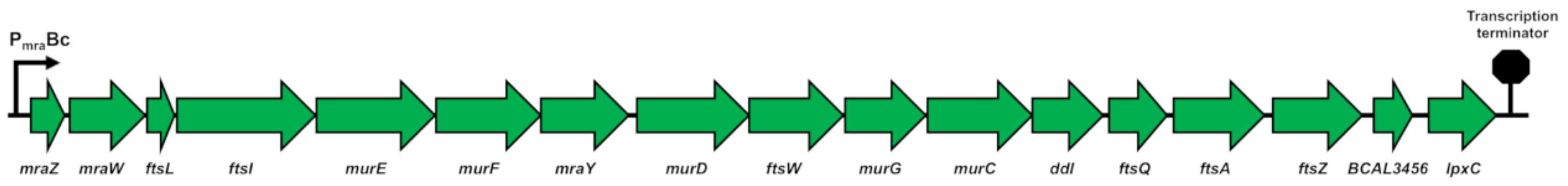 Antibiotics 09 00841 g001