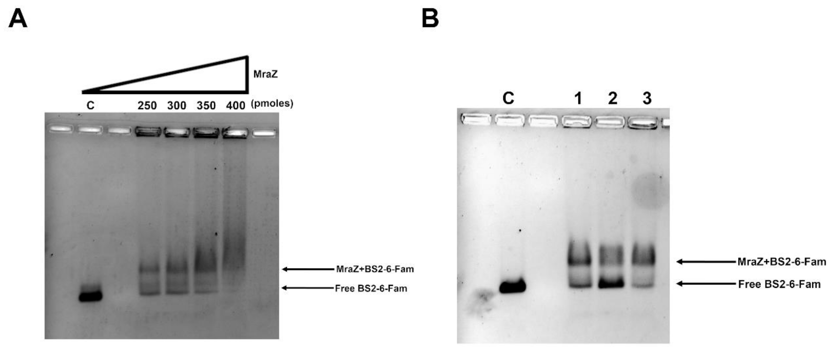 Antibiotics 09 00841 g004