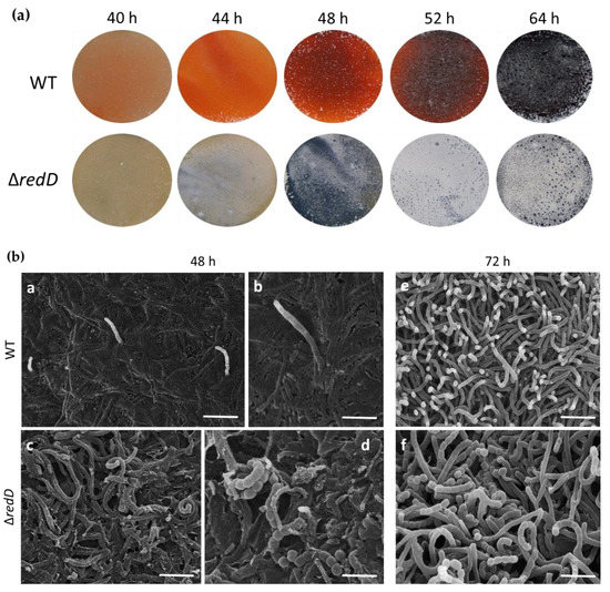 Bacteria spore 台湾 41598_2018_25782_Fig2_HTML.jpg