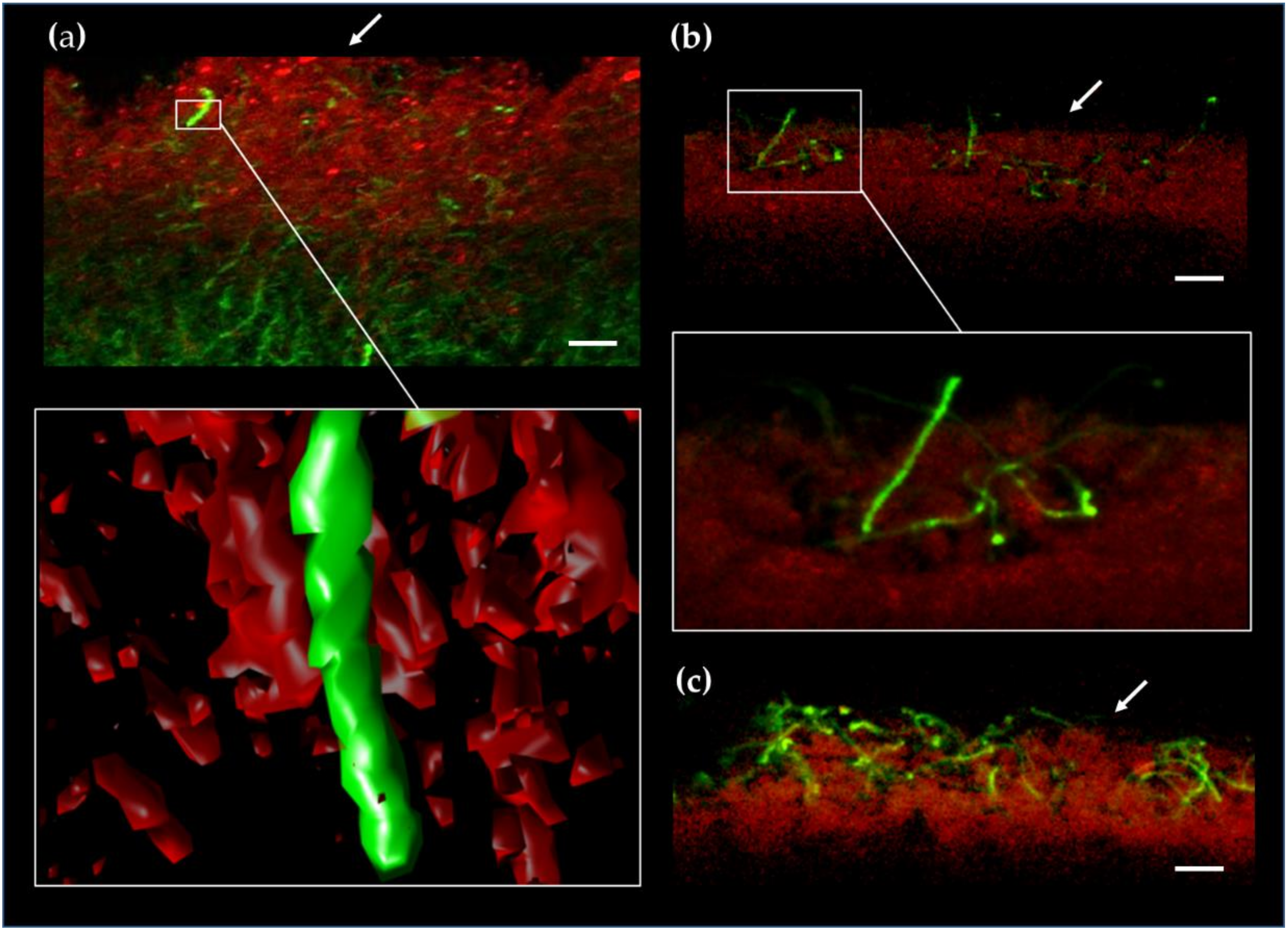 Antibiotics 09 00847 g006 Antibiotics 09 00847 g006