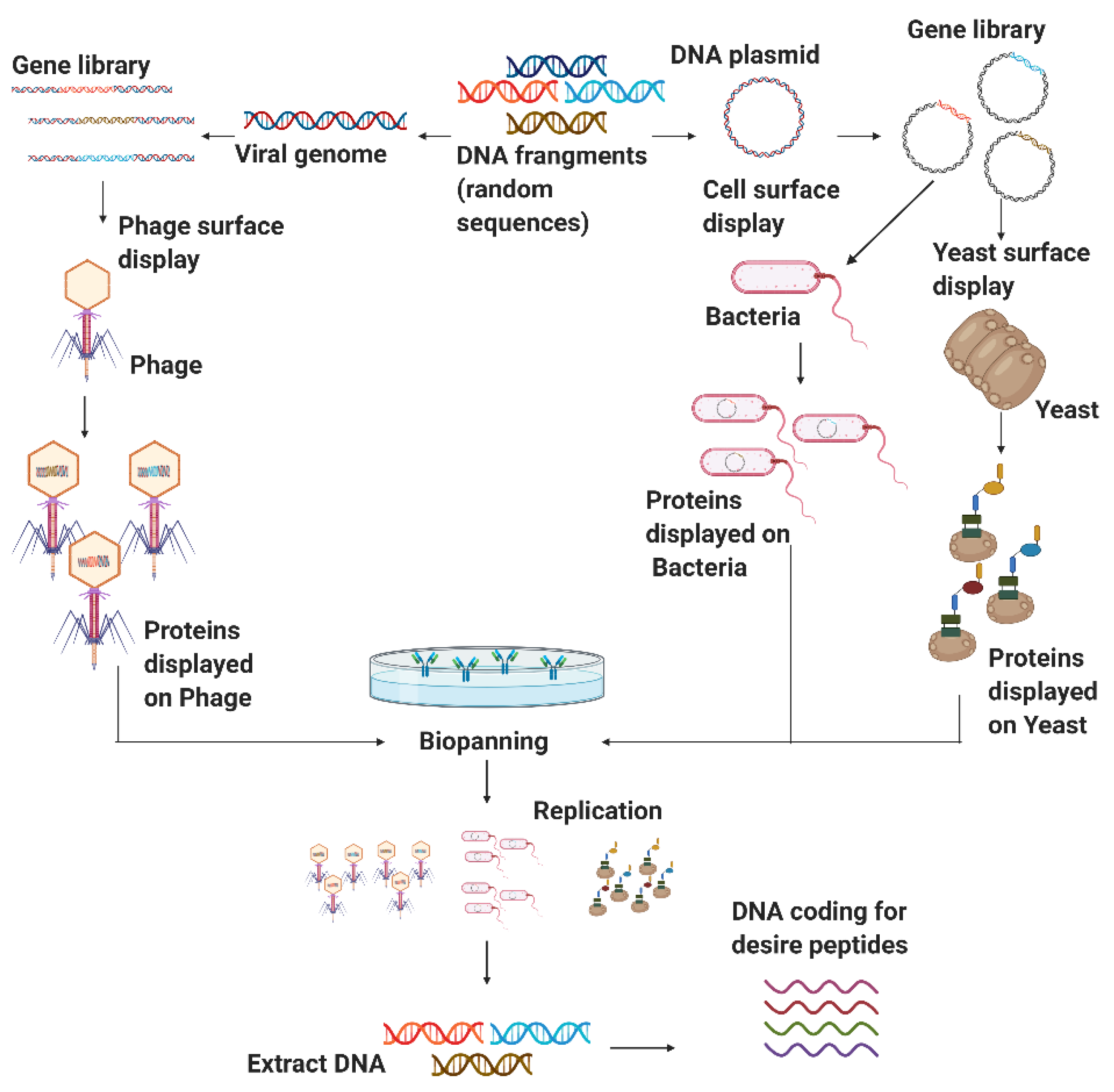 Antibiotics 09 00854 g004