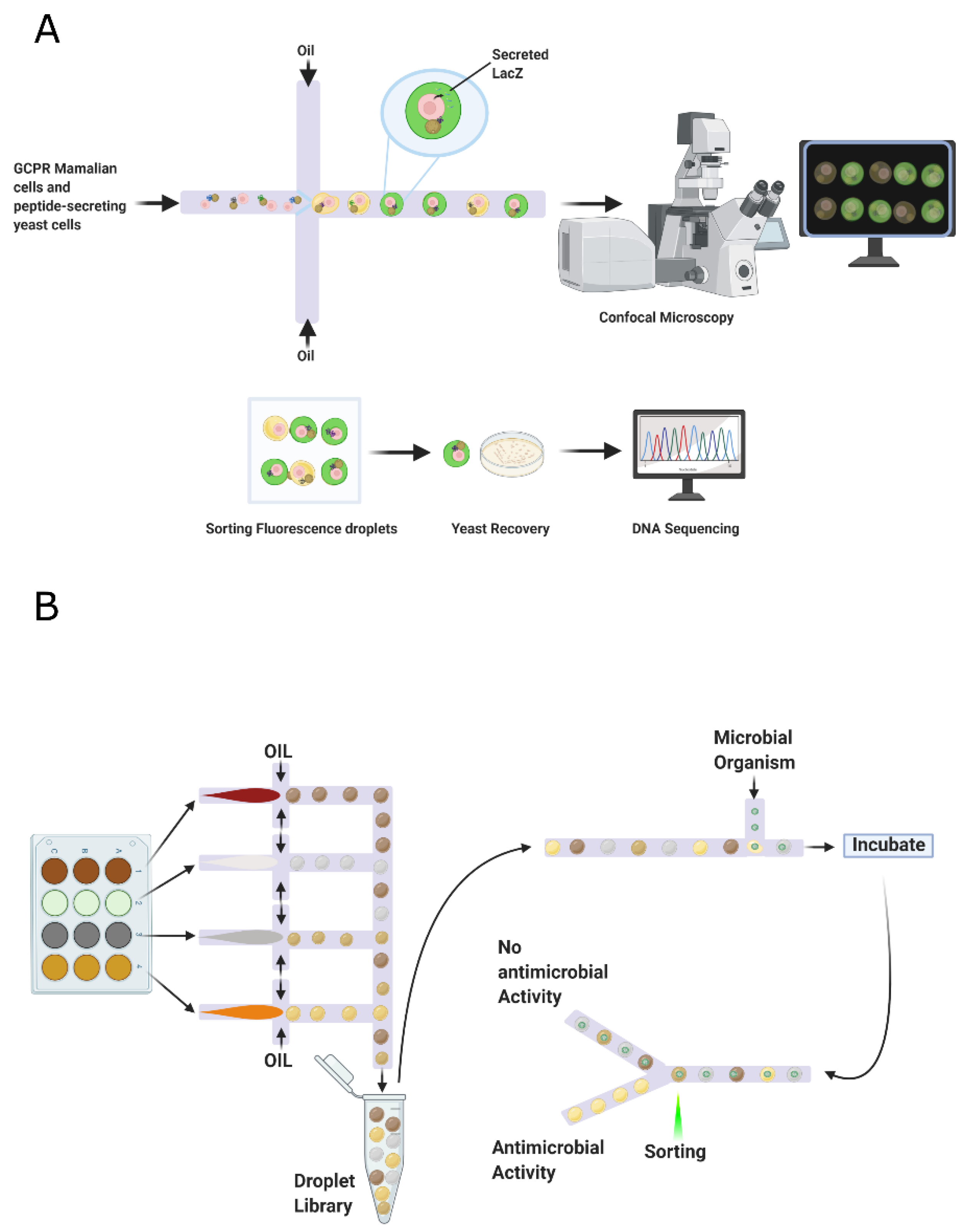 Antibiotics 09 00854 g007