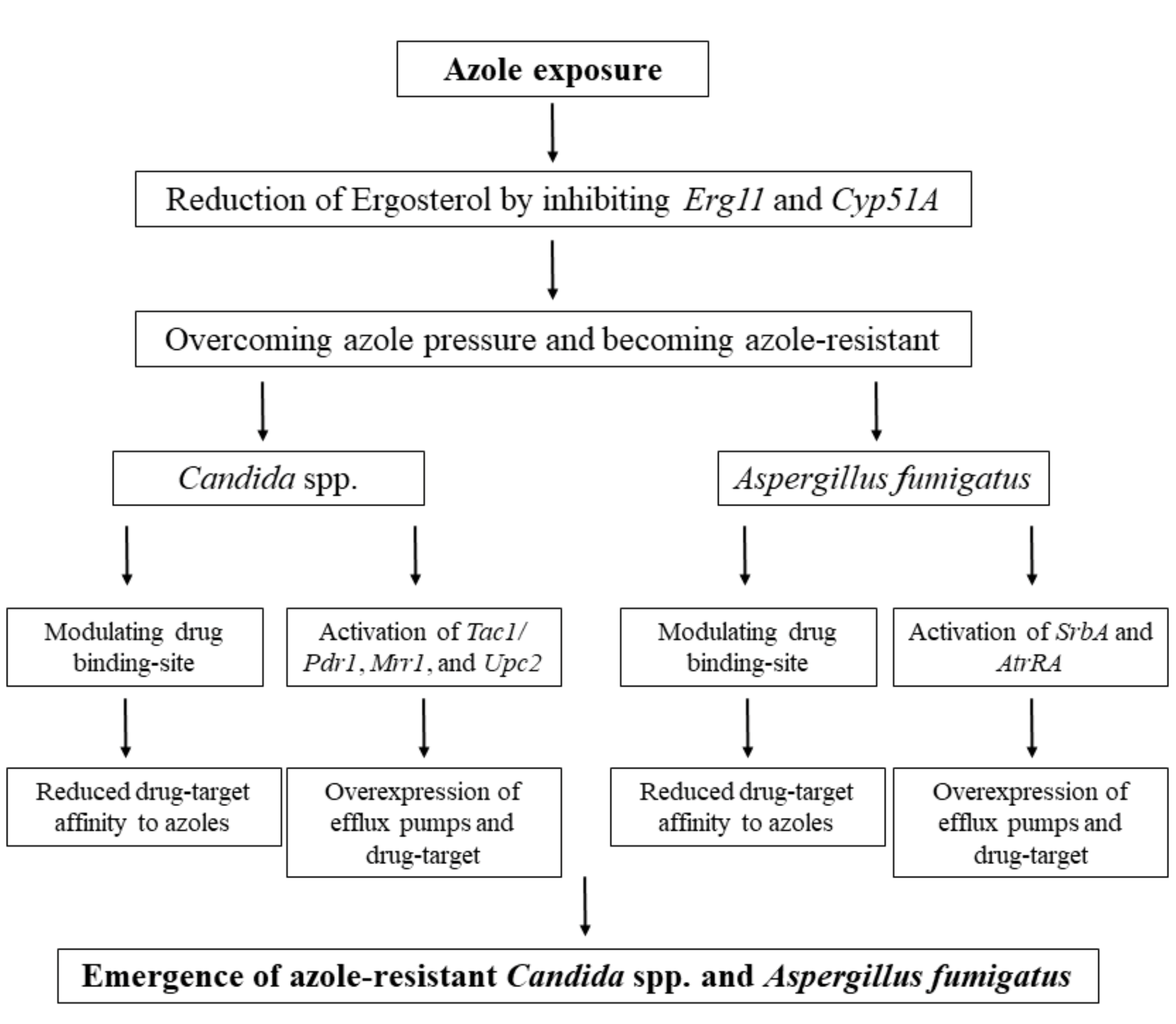 Antibiotics 09 00877 g002