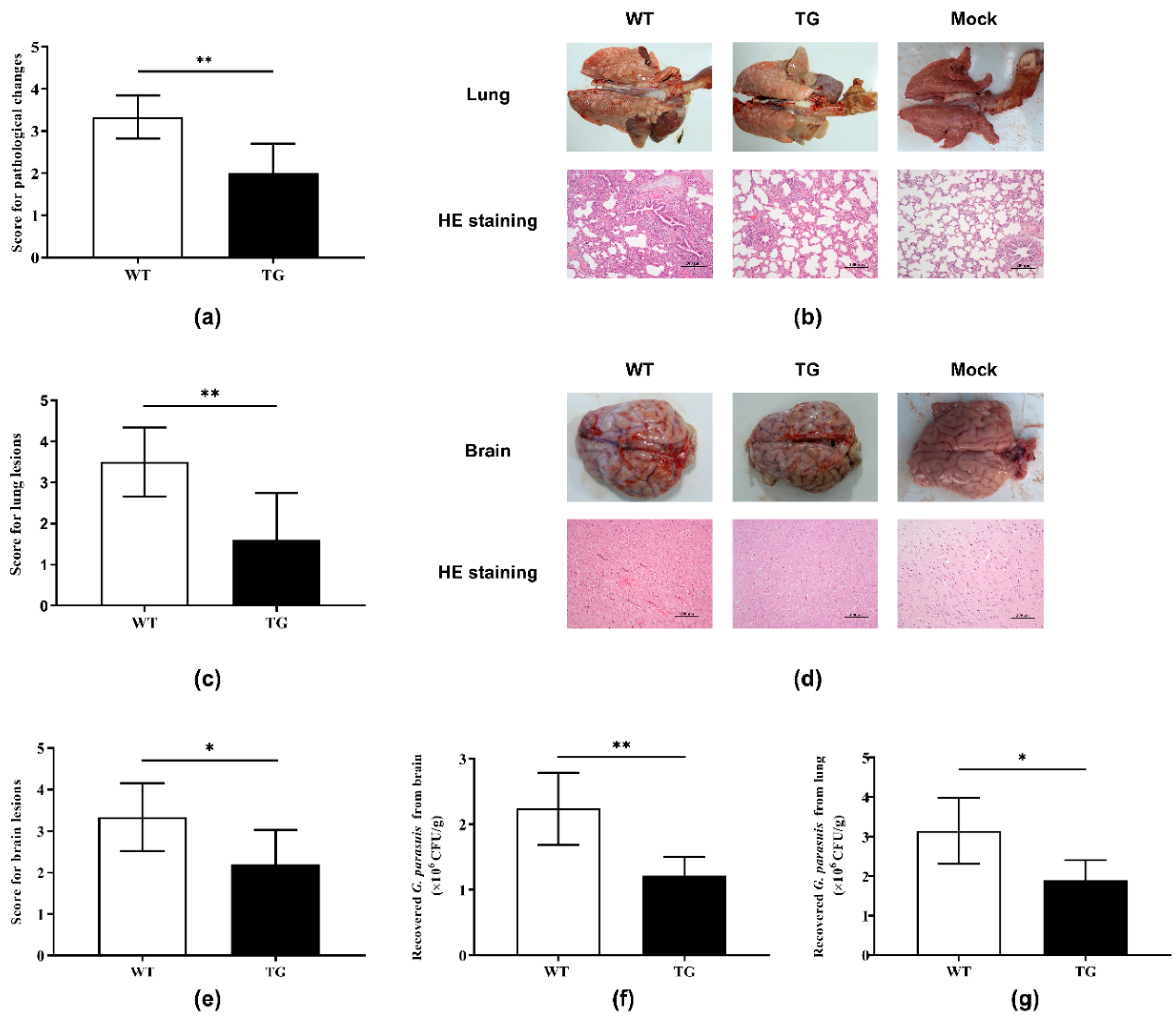 Antibiotics 09 00903 g003