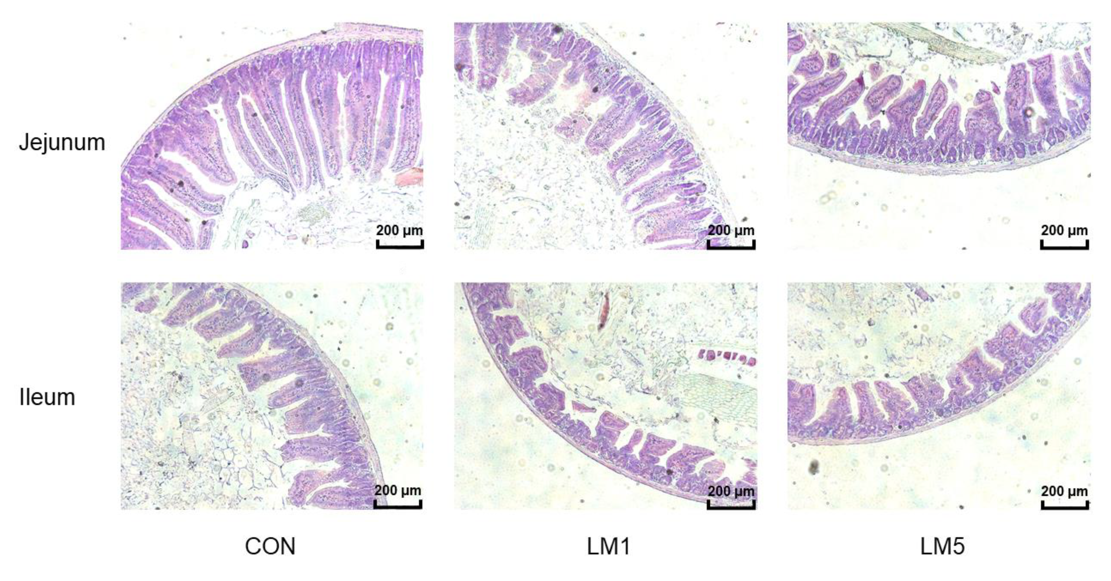 Antibiotics 09 00907 g005