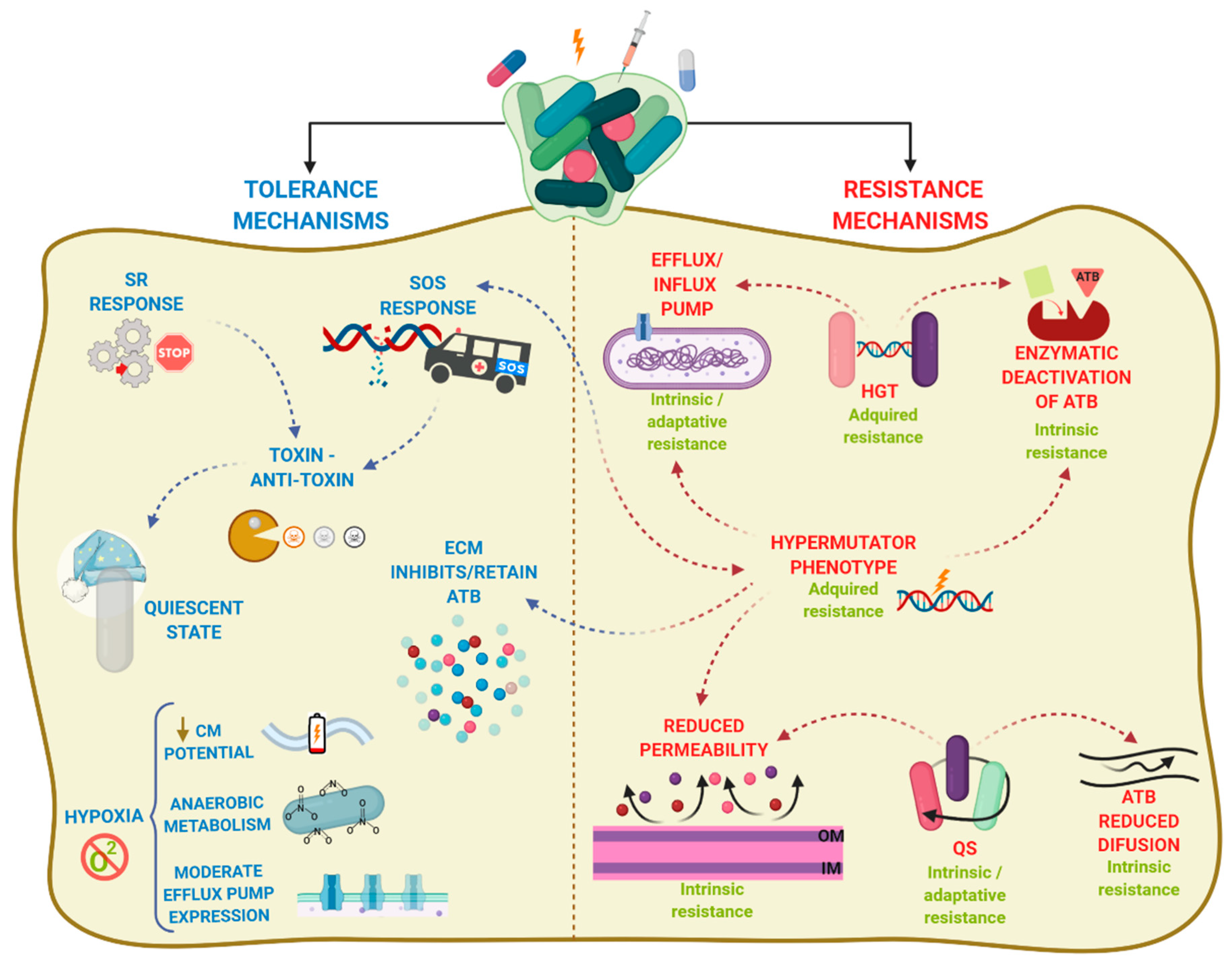 Antibiotics 10 00003 g002