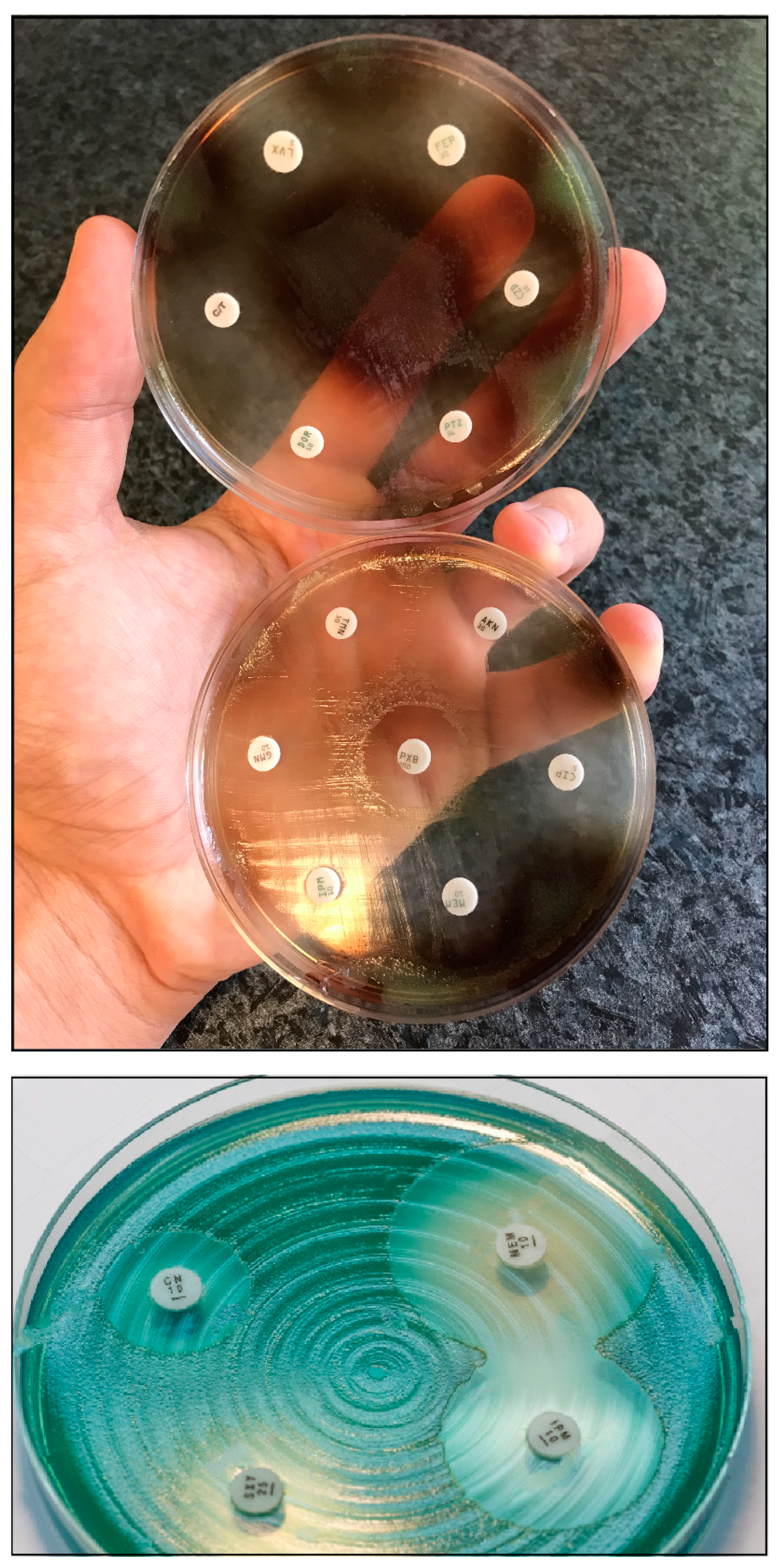 Antibiotics 10 00042 g001 Antibiotics 10 00042 g001