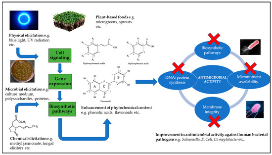 Elicitation of Stress-Induced Phenolic Metabolites for Elicitation of Stress-Induced Phenolic Metabolites for