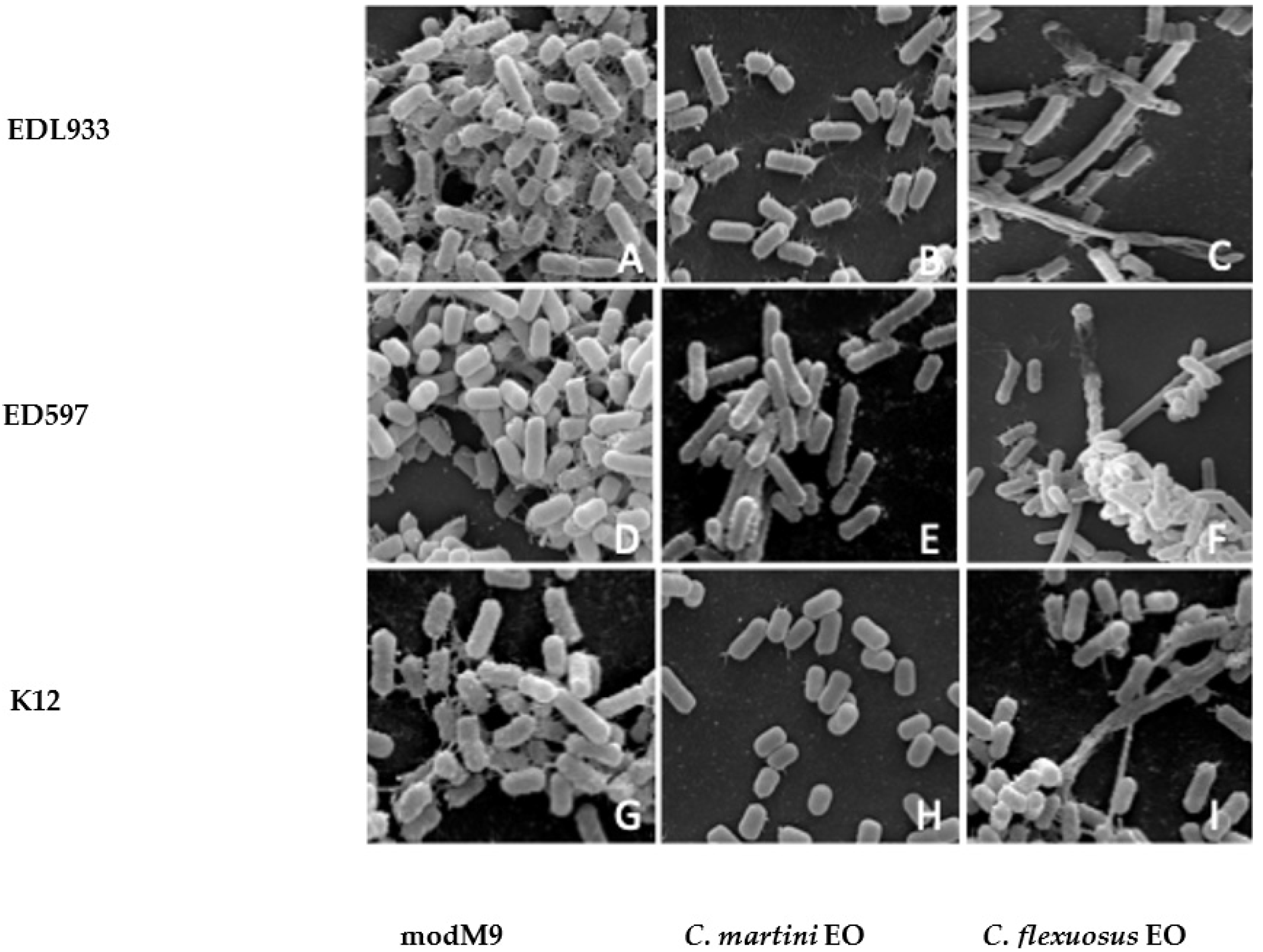 Antibiotics 10 00113 g004