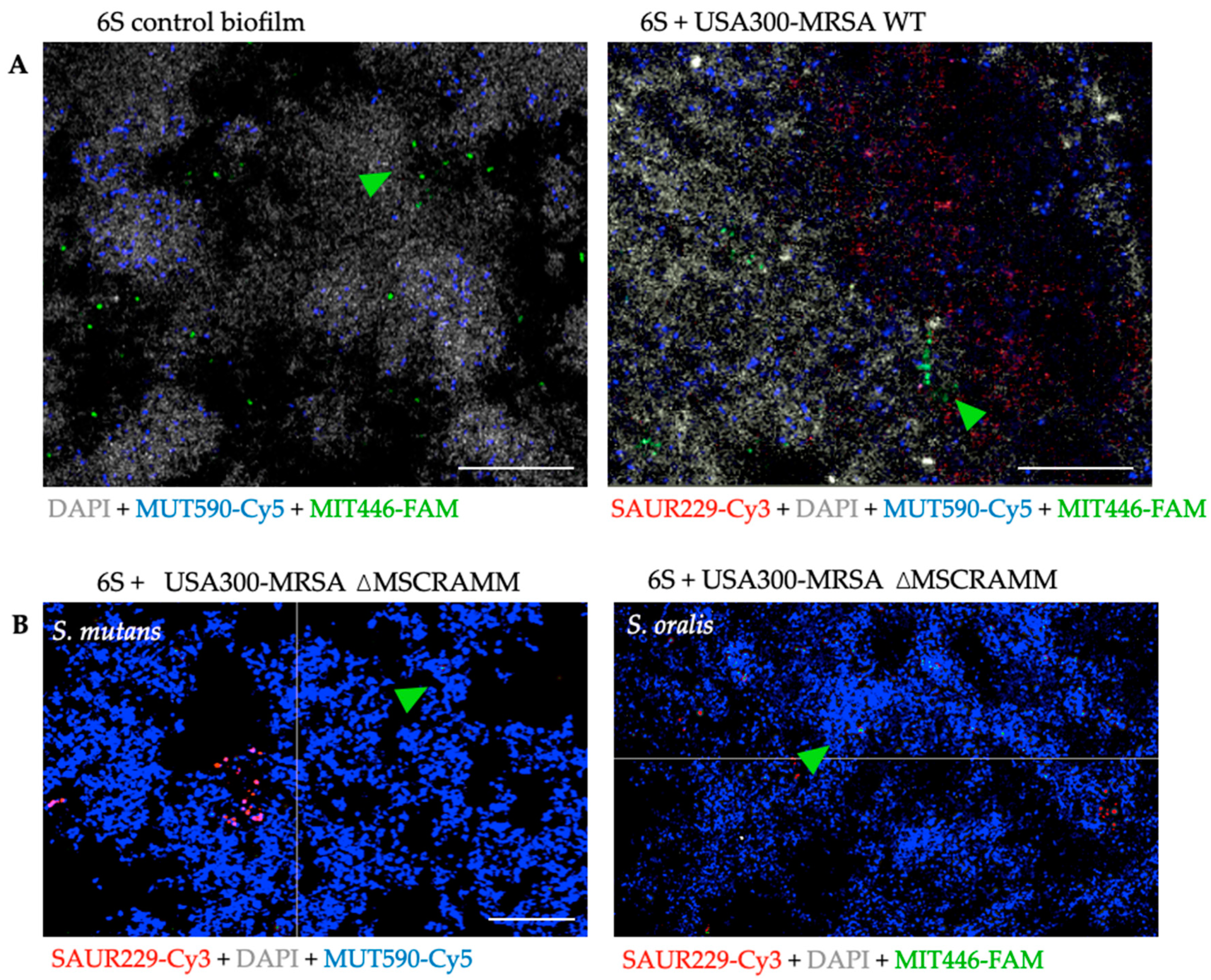 Antibiotics 10 00116 g003
