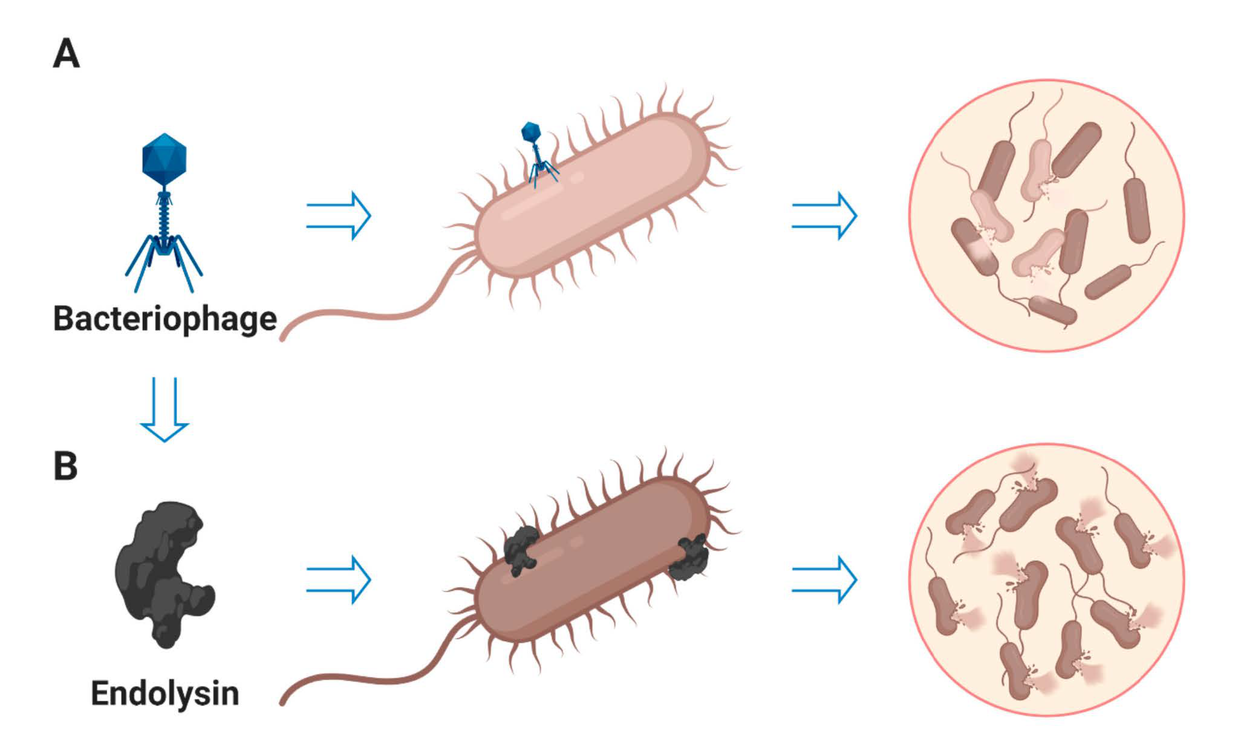 Antibiotics 10 00124 g005