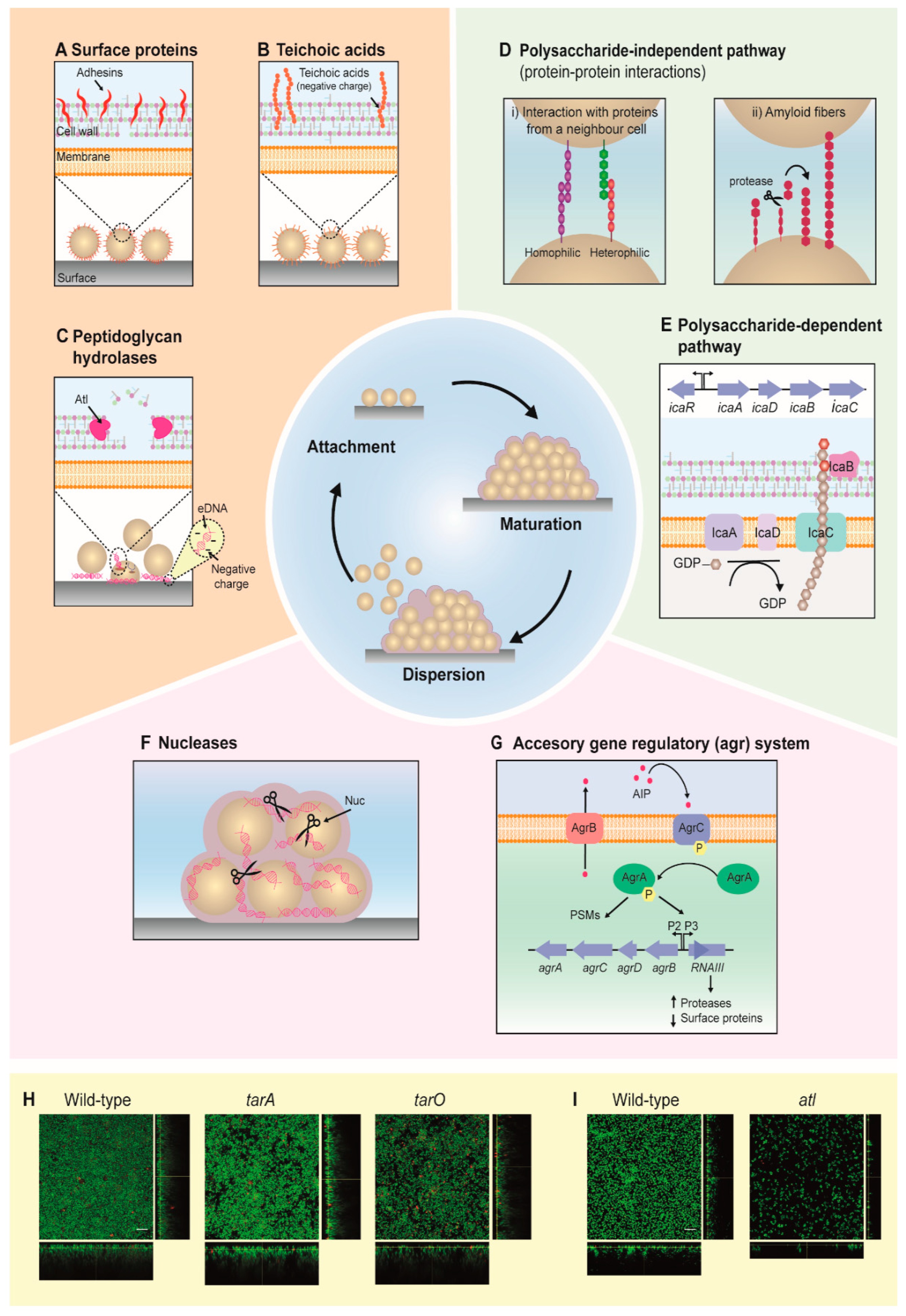 Antibiotics 10 00131 g001