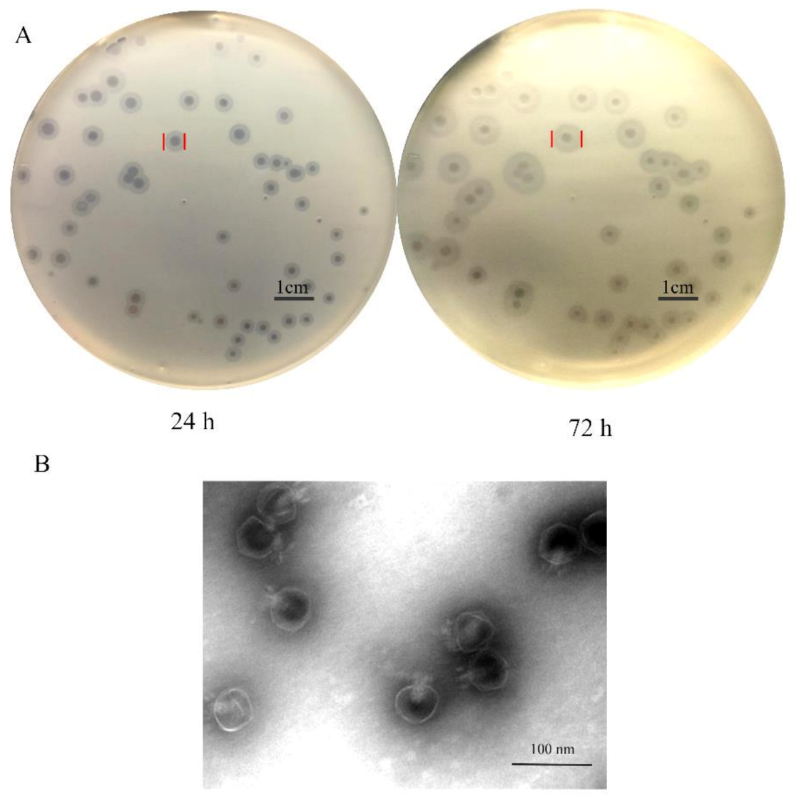 Antibiotics 10 00144 g001 Antibiotics 10 00144 g001