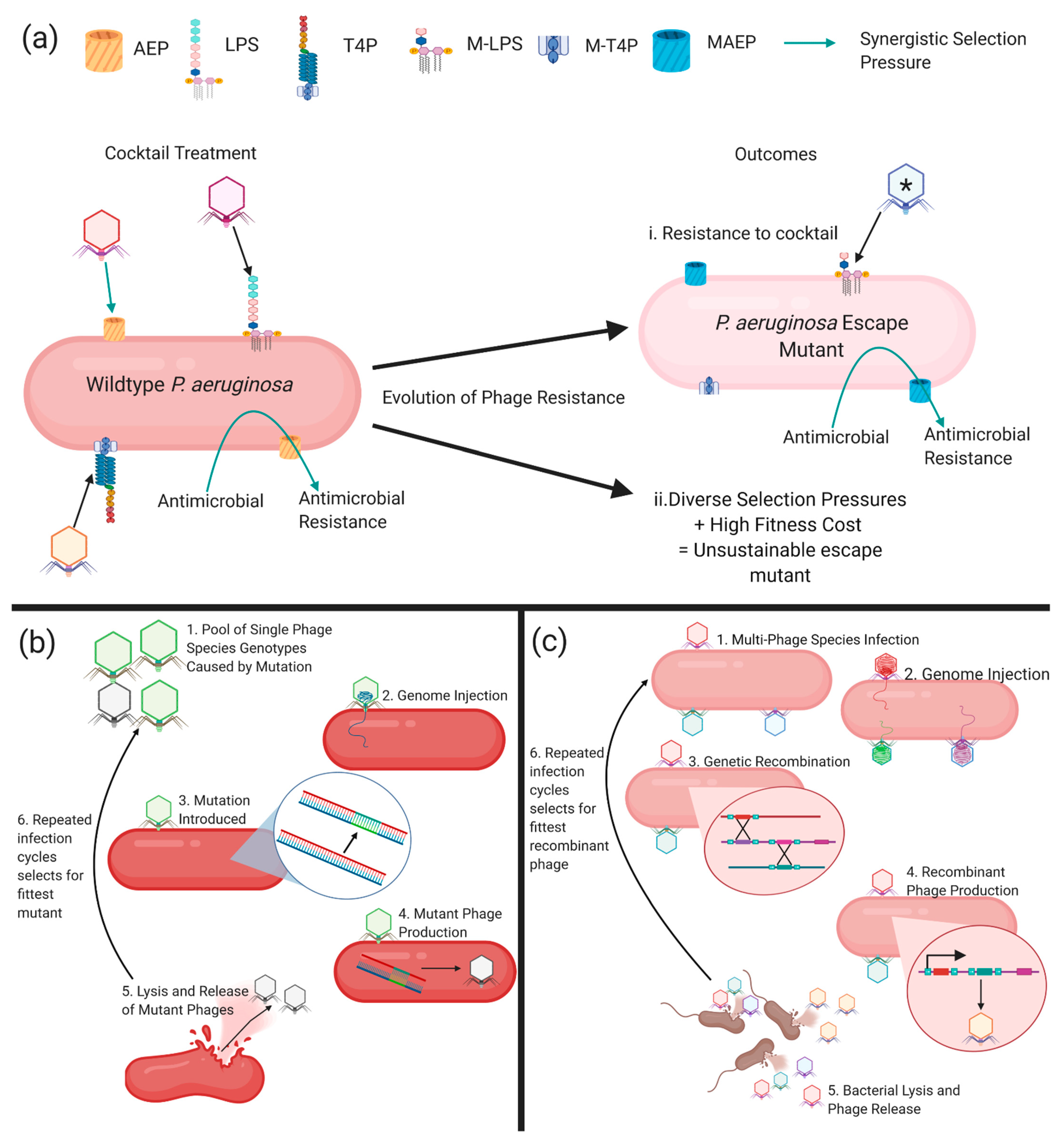 Antibiotics 10 00145 g002 Antibiotics 10 00145 g002