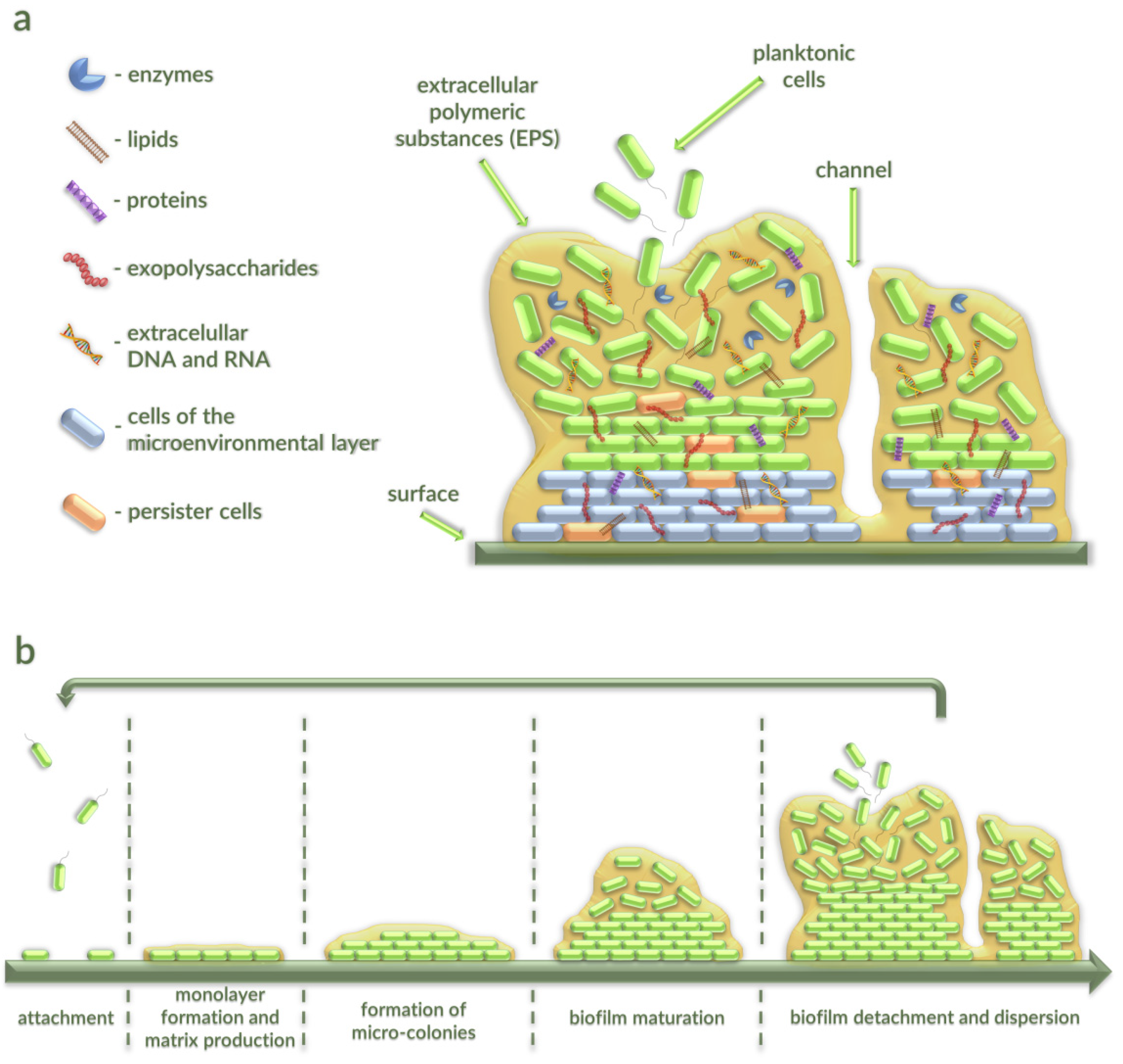 Antibiotics 10 00175 g001 Antibiotics 10 00175 g001