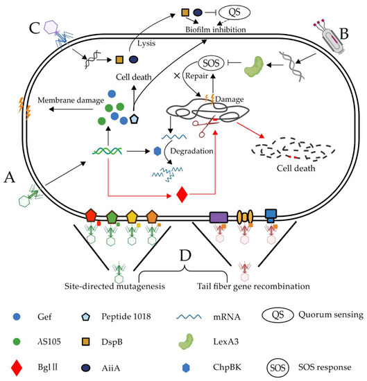 Antibiotics Free Full Text Genetic And Chemical Engineering Of Phages For Controlling Multidrug Resistant Bacteria Html