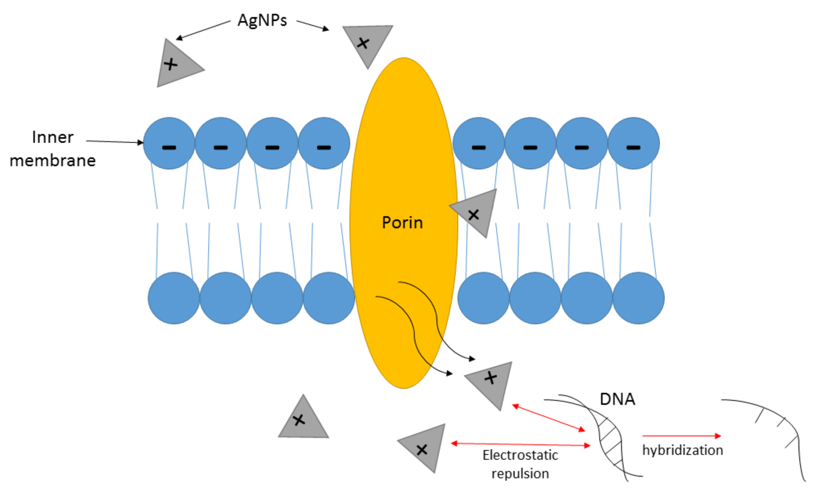 Antibiotics 10 00229 g004 Antibiotics 10 00229 g004