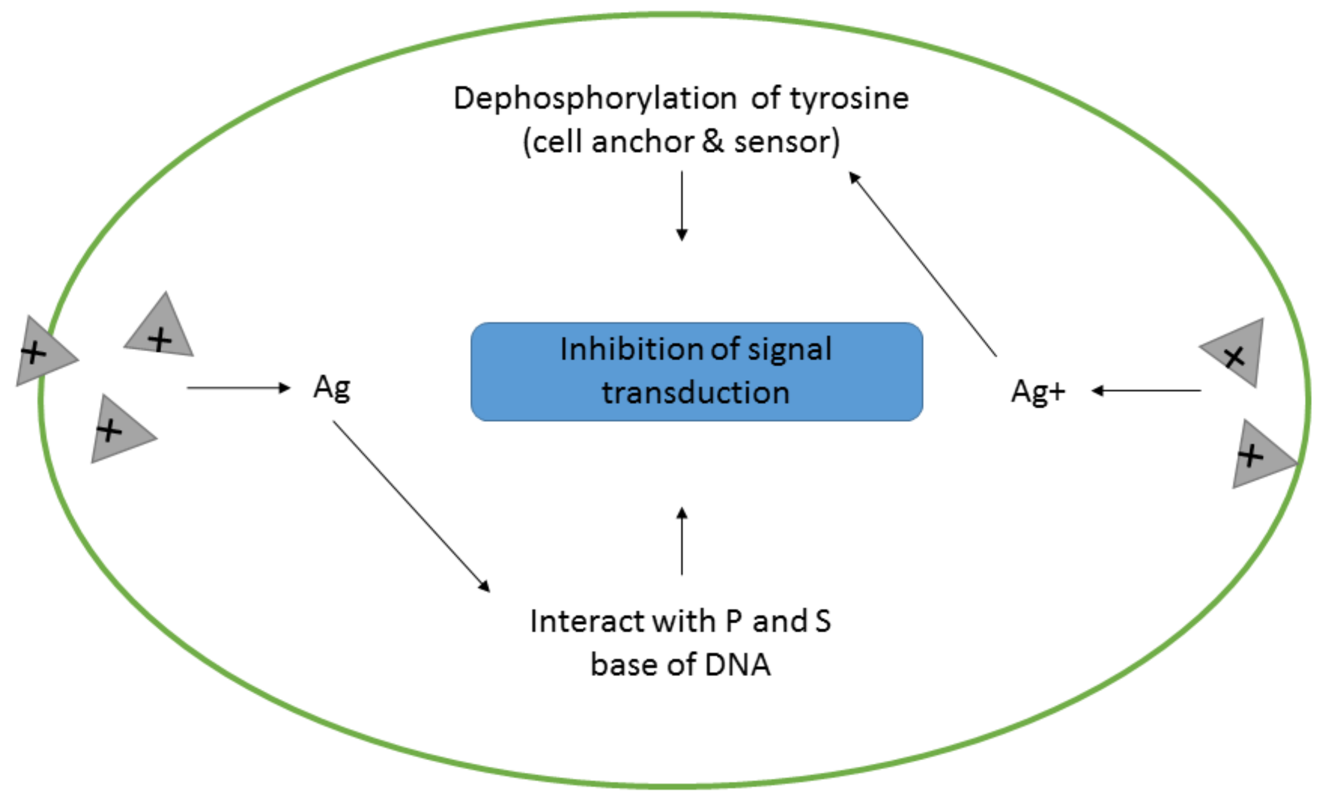 Antibiotics 10 00229 g006 Antibiotics 10 00229 g006
