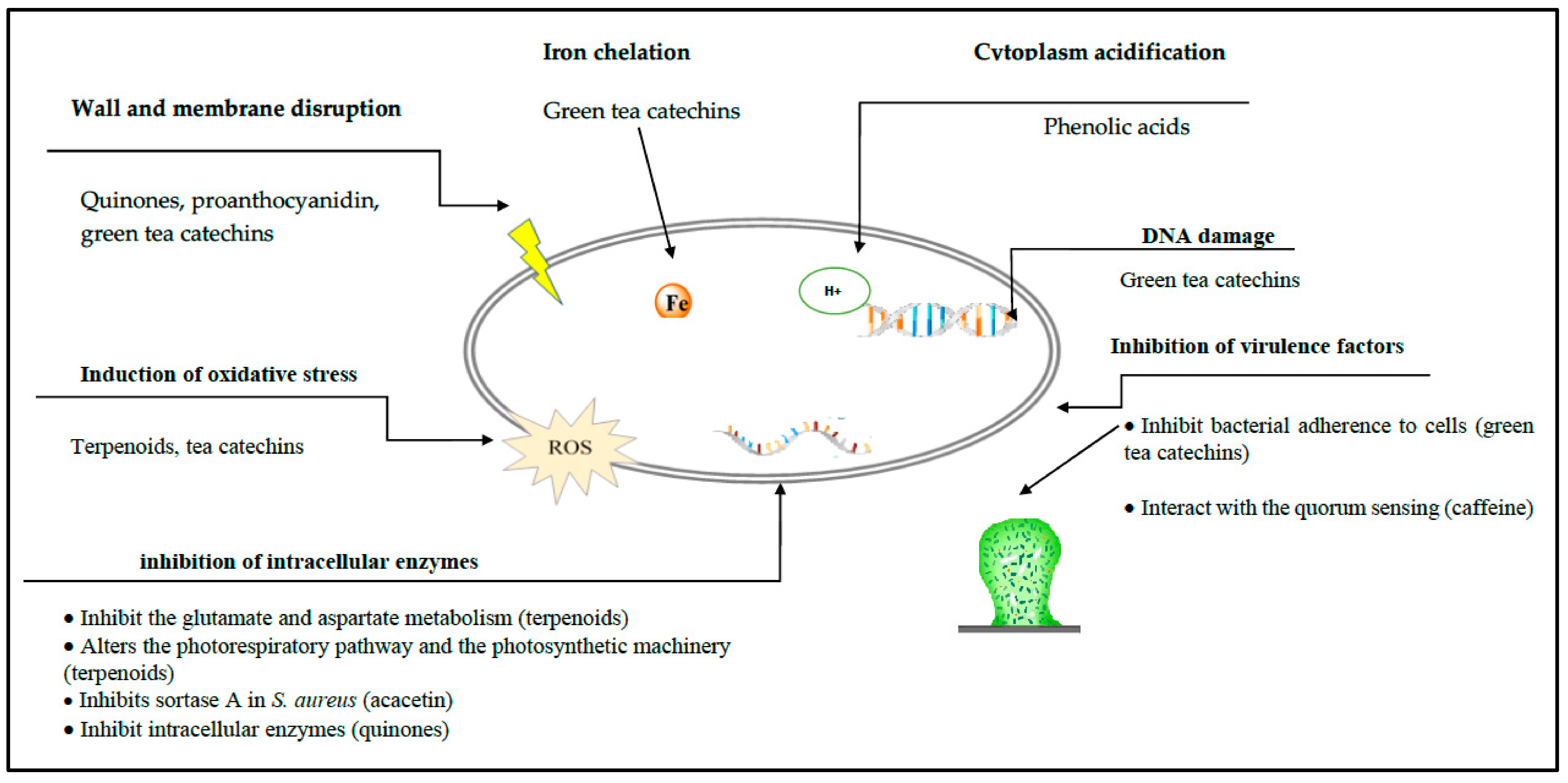 Antibiotics 10 00231 g008