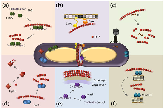 Antibiotics 10 00254 g001 550
