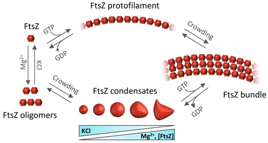 Antibiotics 10 00254 g002 550