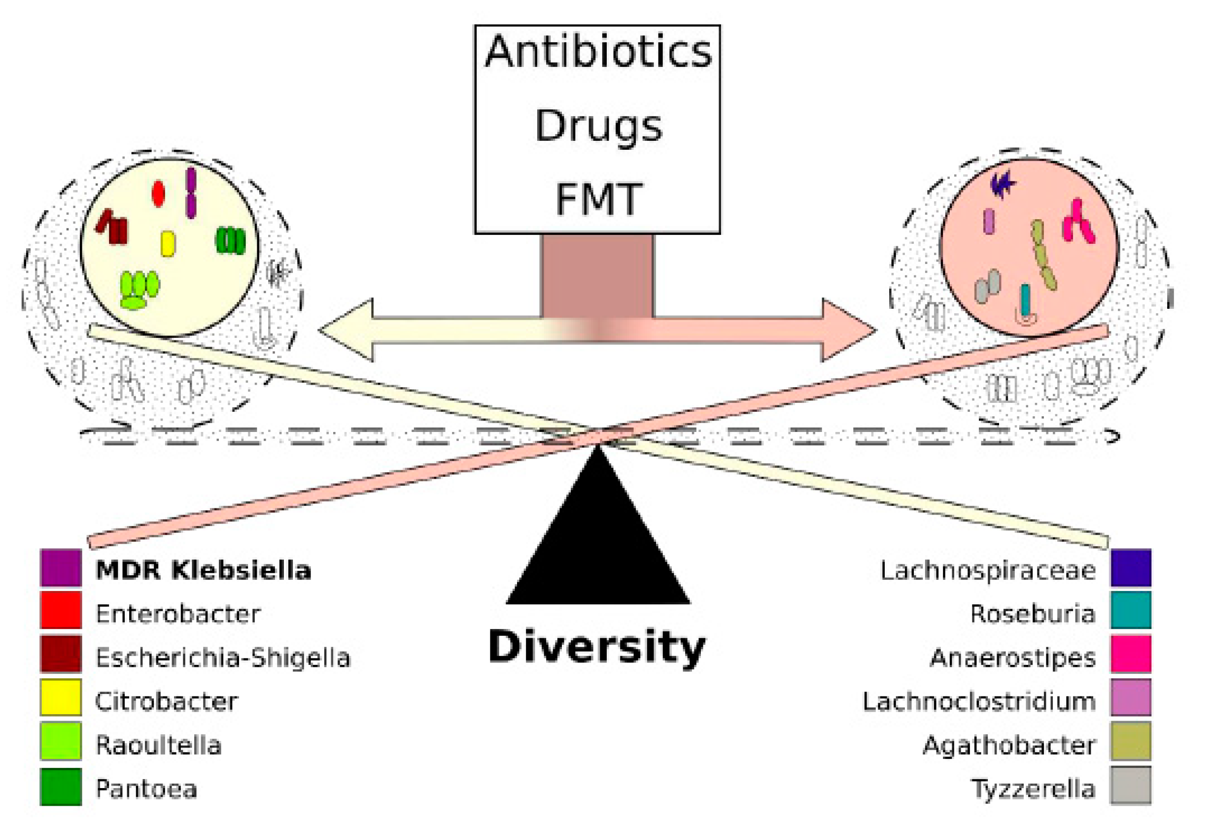 Antibiotics Free FullText Colonization Dynamics of Multidrug