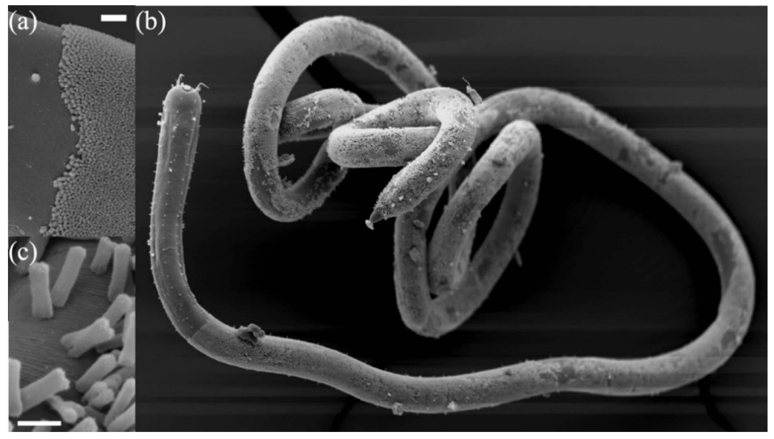 Antibiotics 10 00274 g001 Antibiotics 10 00274 g001