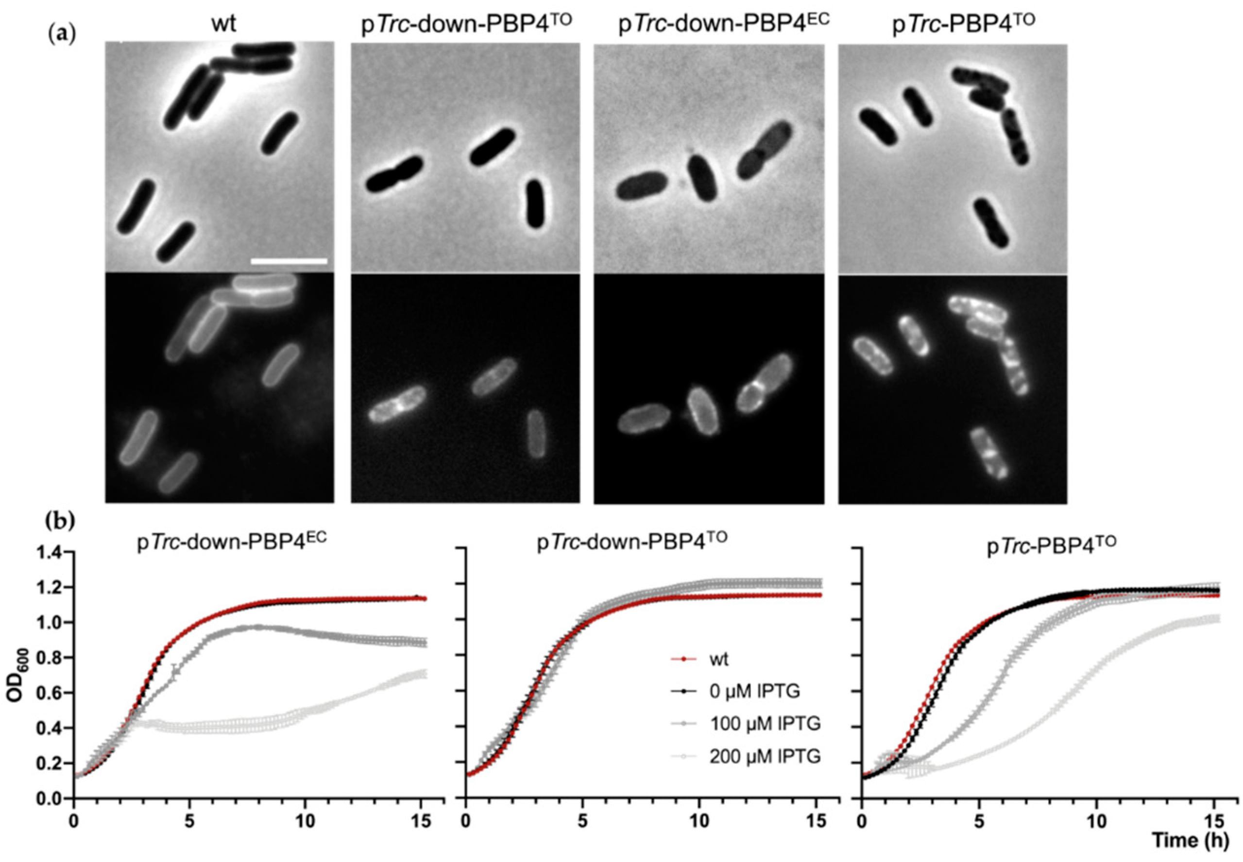 Antibiotics 10 00274 g007 Antibiotics 10 00274 g007
