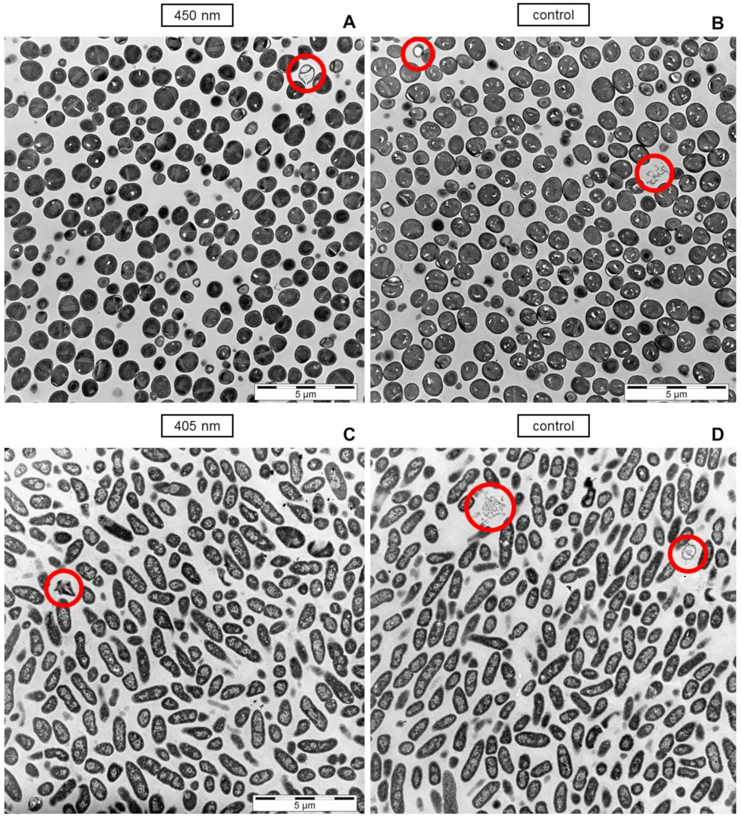 Antibiotics 10 00341 g005 Antibiotics 10 00341 g005