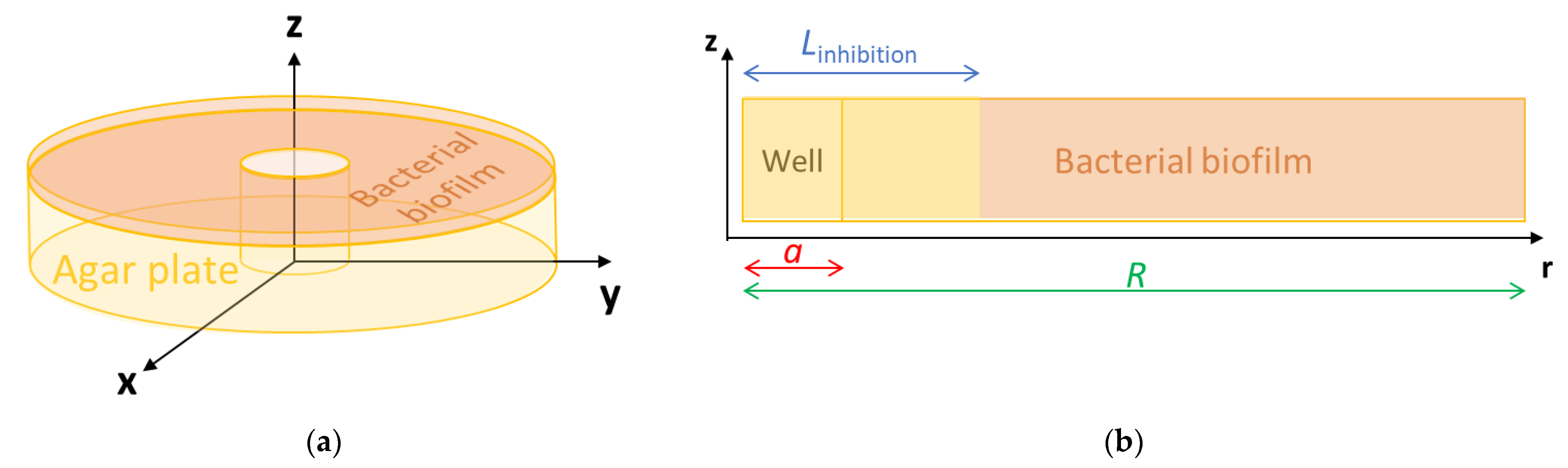 Antibiotics 10 00368 g008