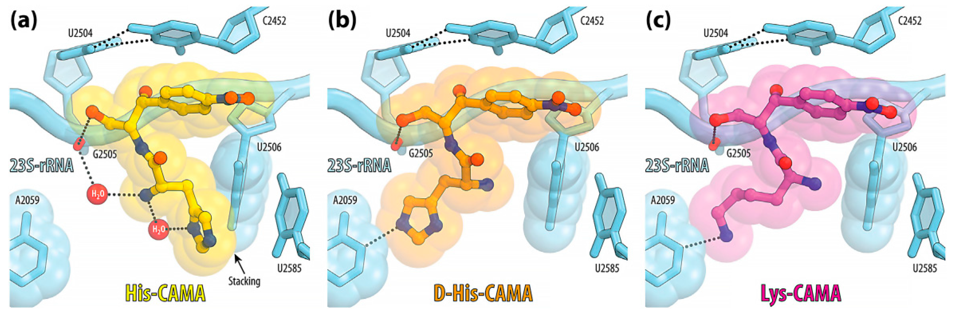 Antibiotics 10 00370 g004