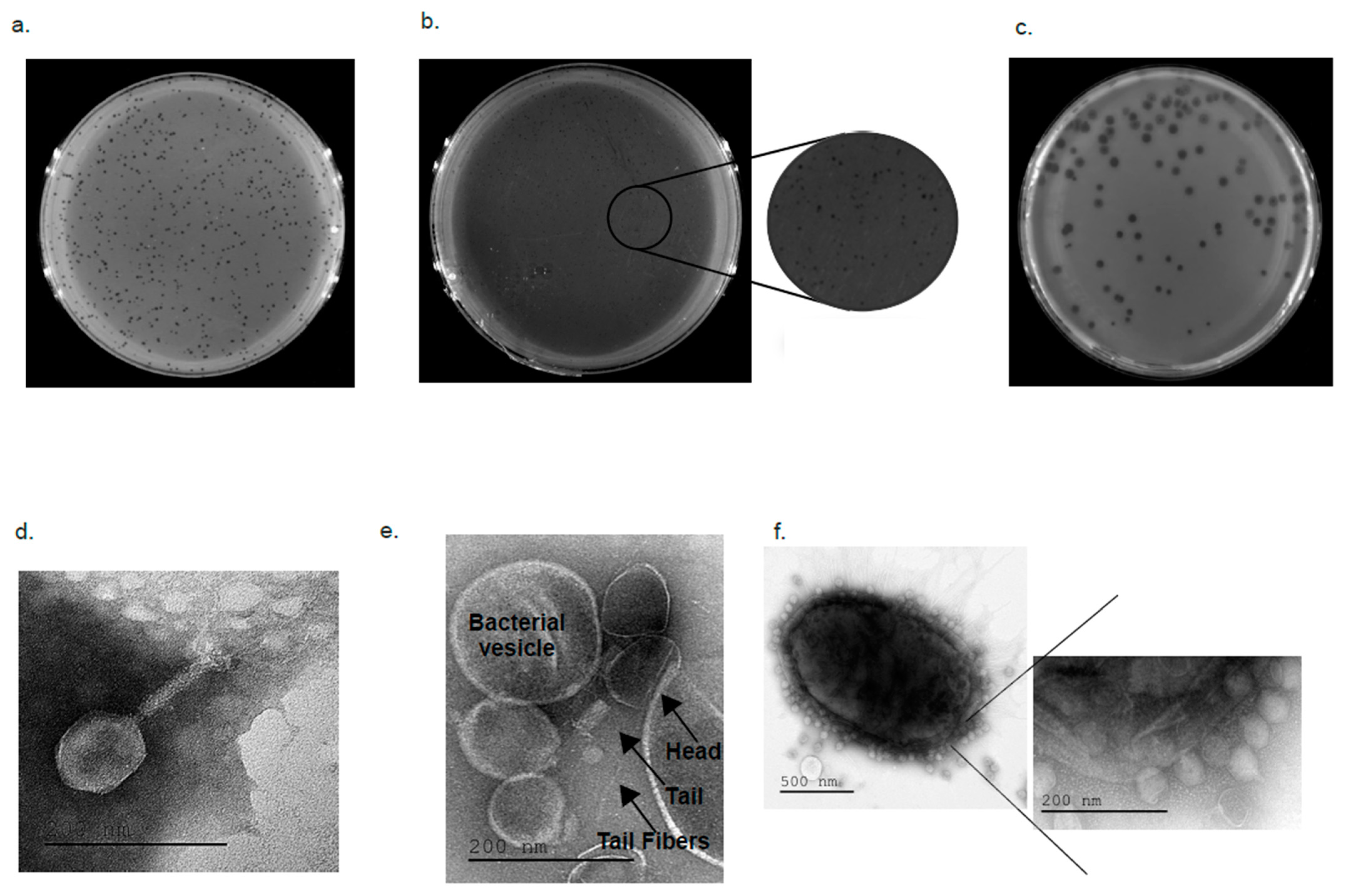 Antibiotics 10 00375 g003 Antibiotics 10 00375 g003