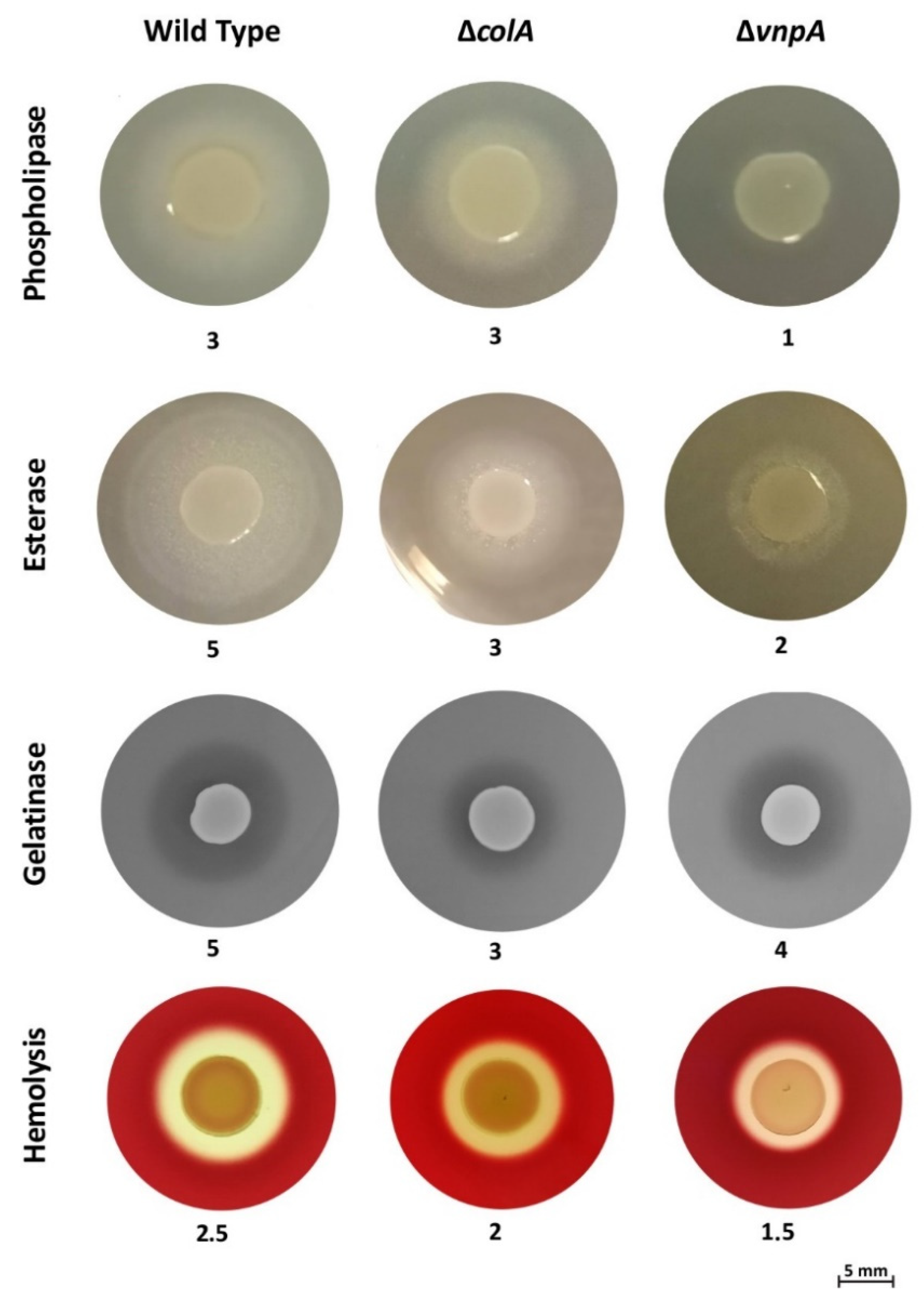 Antibiotics 10 00391 g002