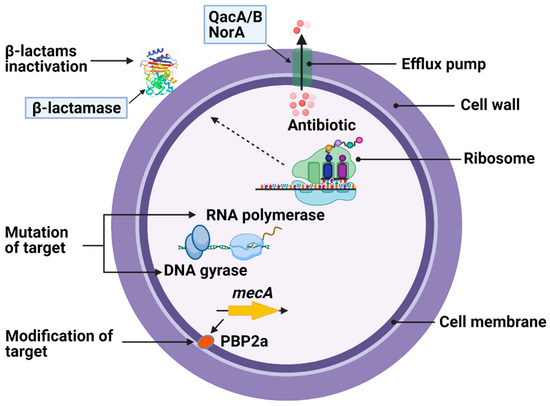 Staphylococcus aureus- An Overview - Microbe Notes