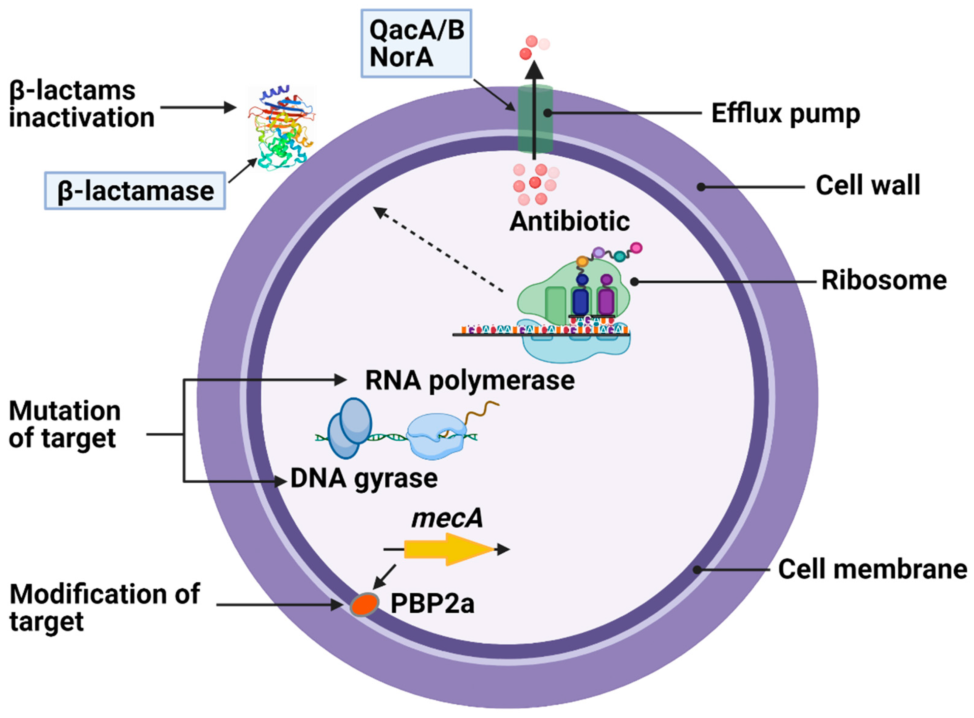 Antibiotics Free Full Text Bacterial Targets Of Antibiotics In Methicillin Resistant Staphylococcus Aureus Html