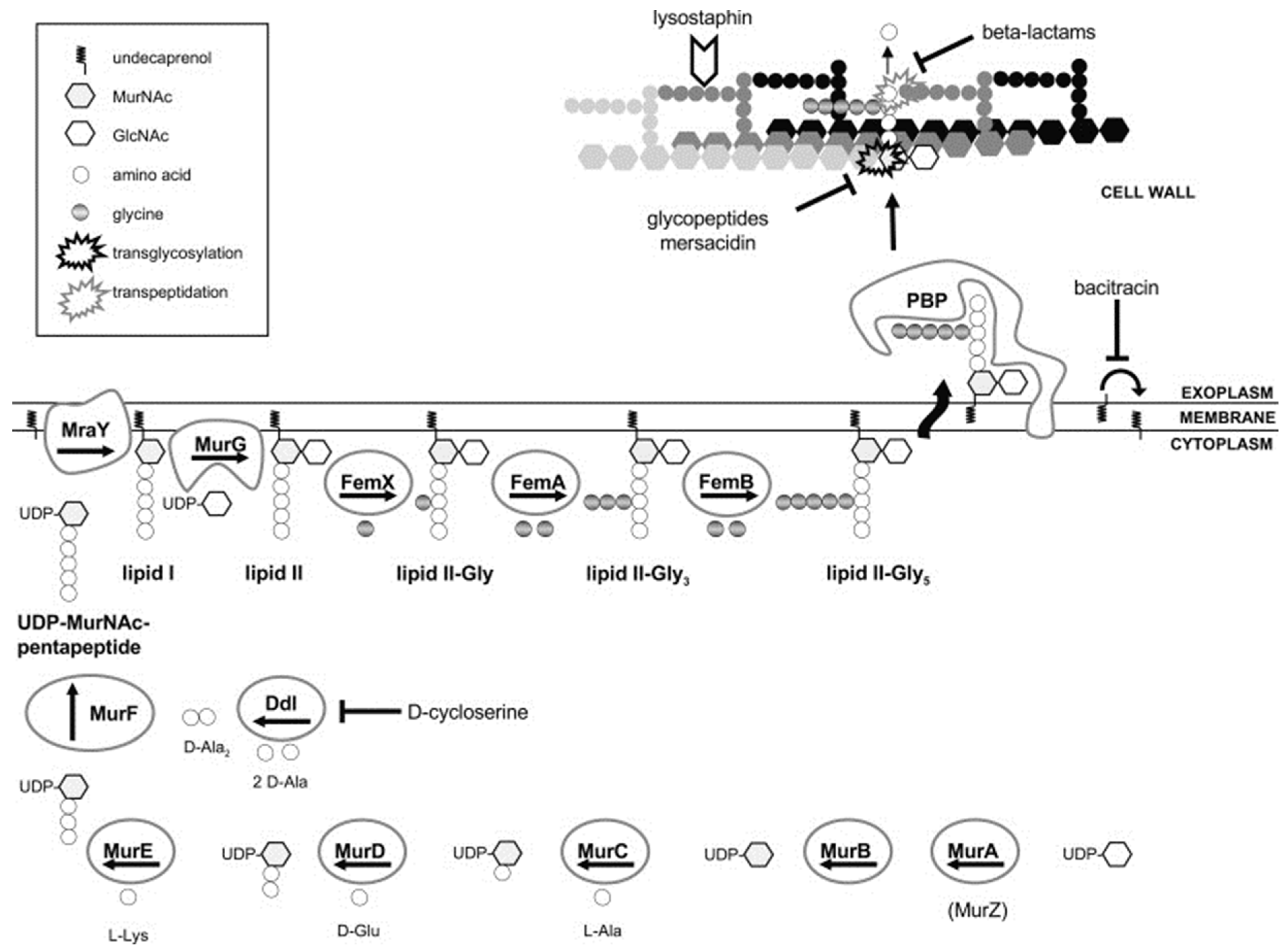 Antibiotics 10 00398 g003 Antibiotics 10 00398 g003