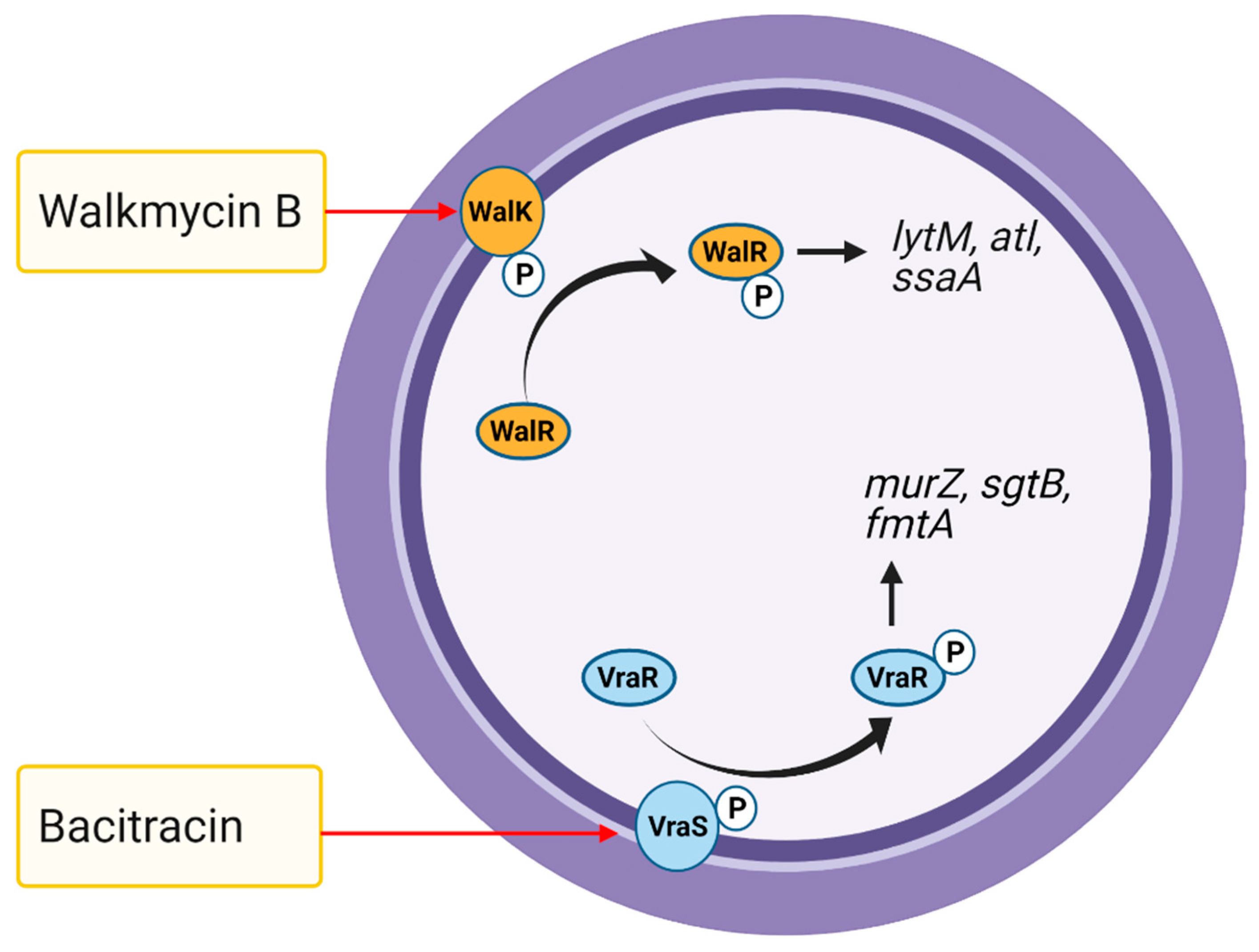 Antibiotics 10 00398 g006 Antibiotics 10 00398 g006