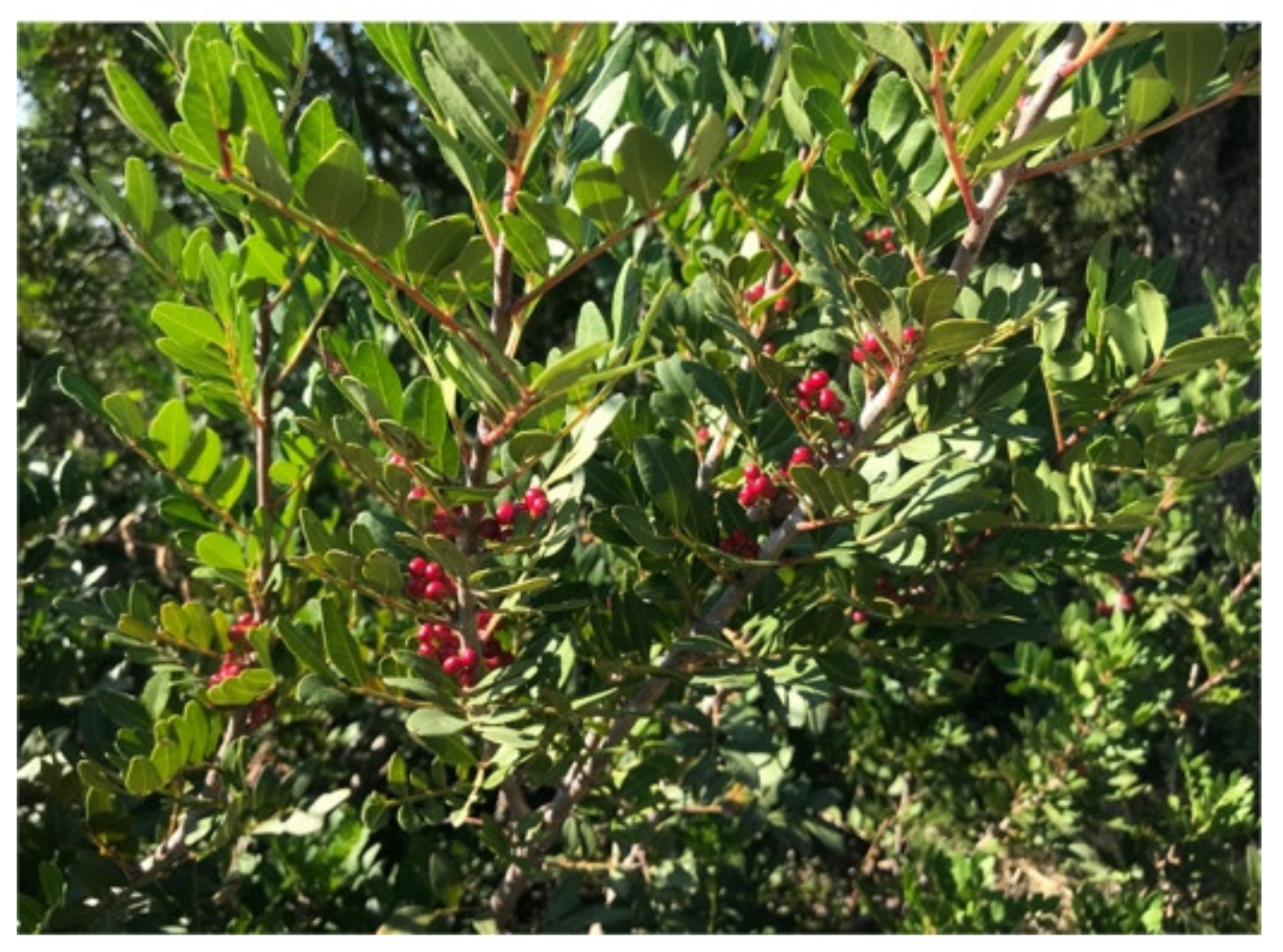 Antibiotics 10 00425 g001 Antibiotics 10 00425 g001